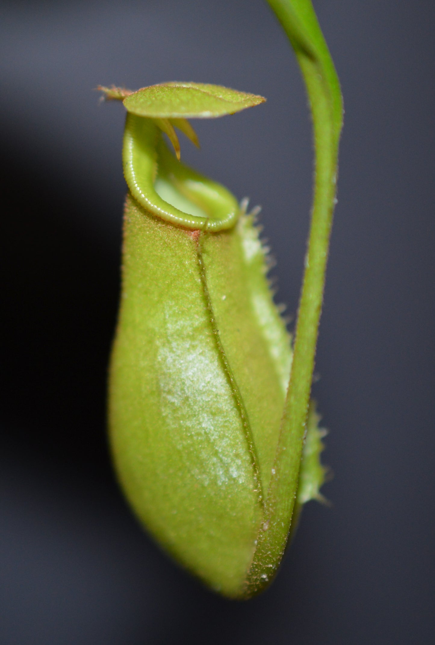 nepenthes Bicalcarata is most commonly recognized for its 2 fangs protruding from underneath the lid pitchers will have an orange/yellowish color plants are in 4 inch pots