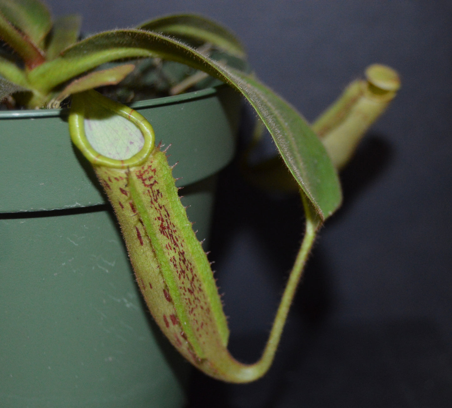 spectacular hybrid. The combination of veitchii with large flared peristome and incredible striping and platychila’s speckled pitcher body and flat equally striped peristome most colorful nepenthes in 4 inch pots