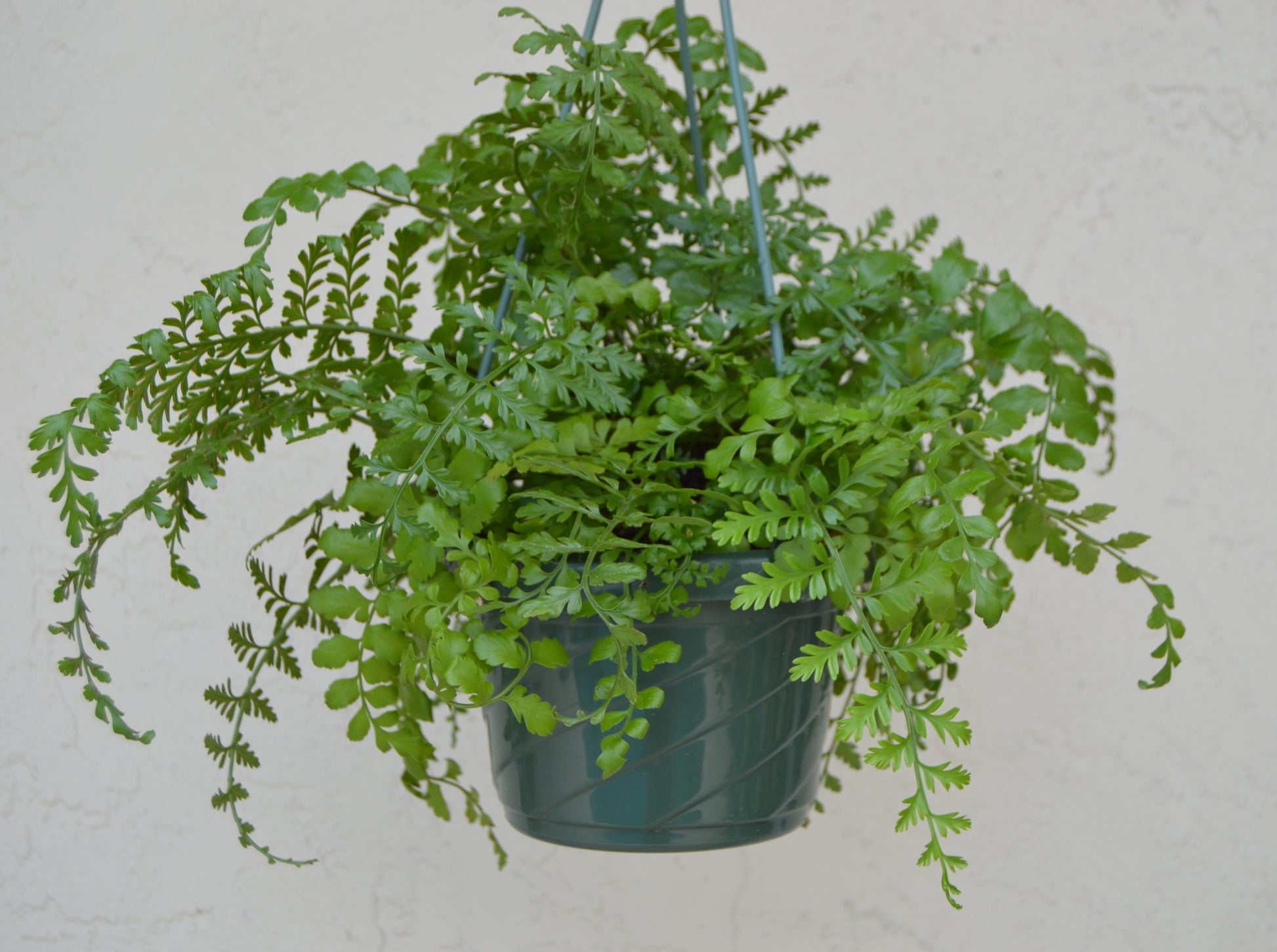 Asplenium Parvati has very distinctive, thick, dark green fronds. Leaves are hardy and shiny giving it an extremely robust nature.