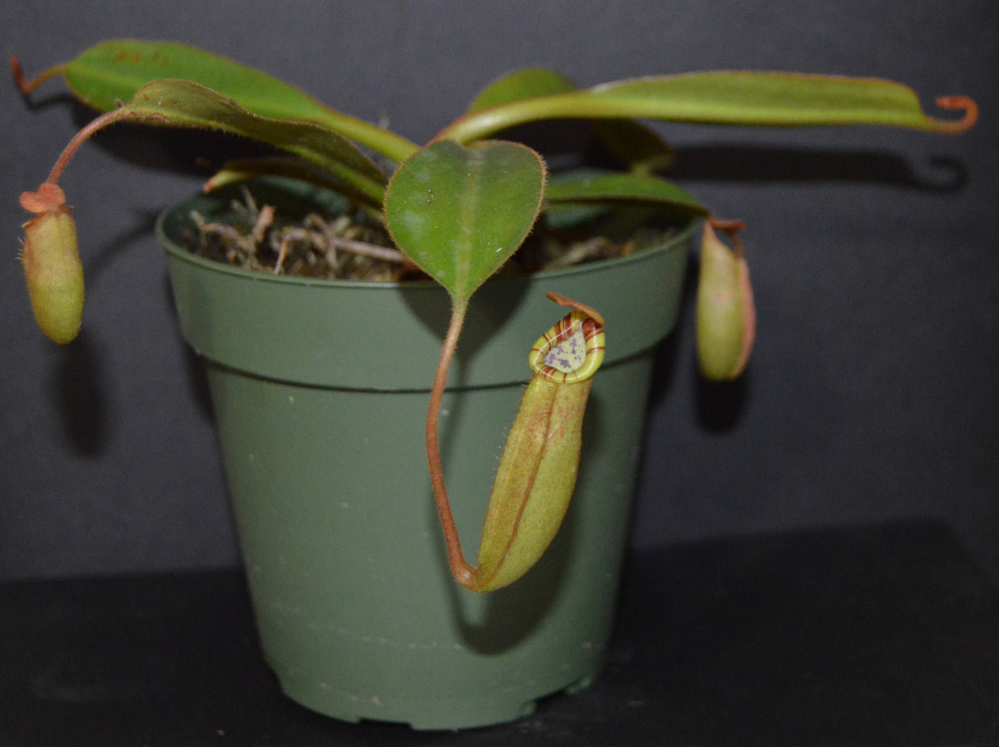  absolutely spectacular nepenthes new hybrid from BE with candy striped peristome and toilet bowl shaped upper pitchers plants are shipped in 4 inch pots