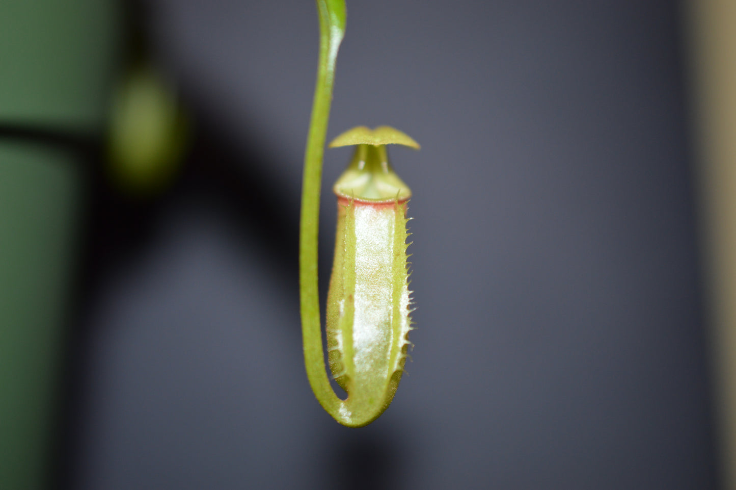 nepenthes Bicalcarata is most commonly recognized for its 2 fangs protruding from underneath the lid pitchers will have an orange/yellowish color plants are in 4 inch pots