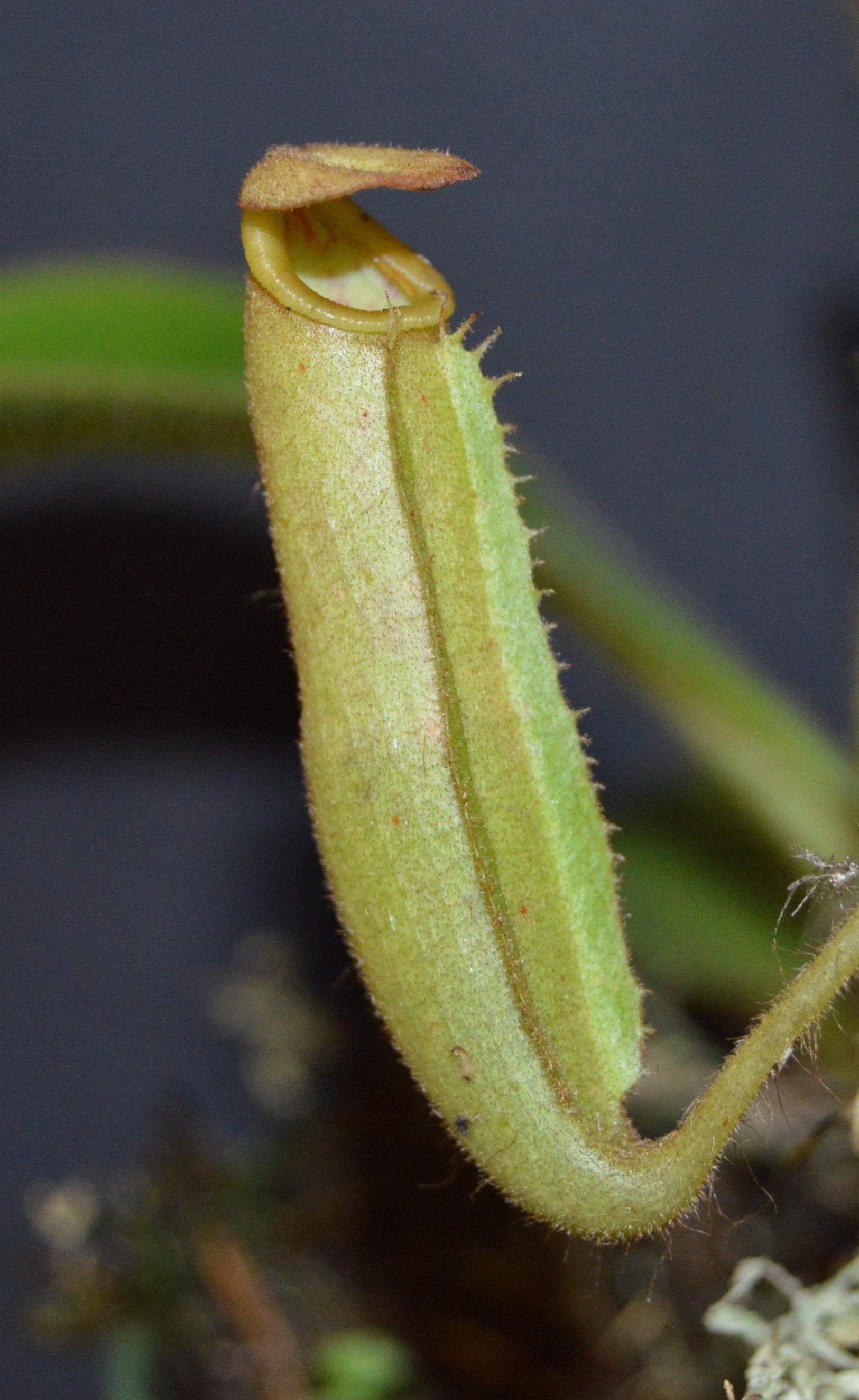 The female parent is a seed grown veitchii x lowii They will have colorful striped peristomes with a tubular shaped reddish green pitcher body They are in 4 inch pots