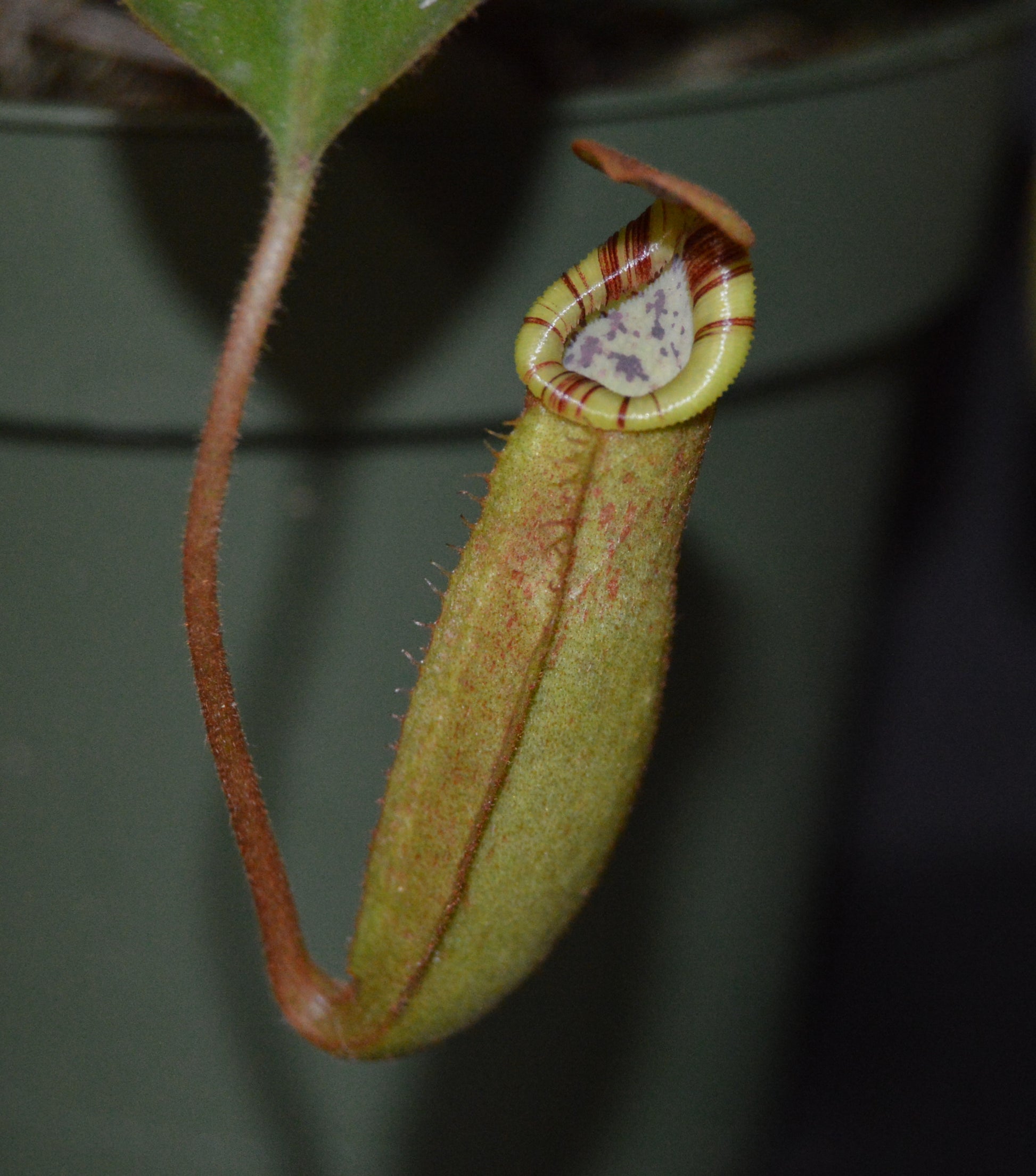 absolutely spectacular nepenthes new hybrid from BE with candy striped peristome and toilet bowl shaped upper pitchers plants are shipped in 4 inch pots