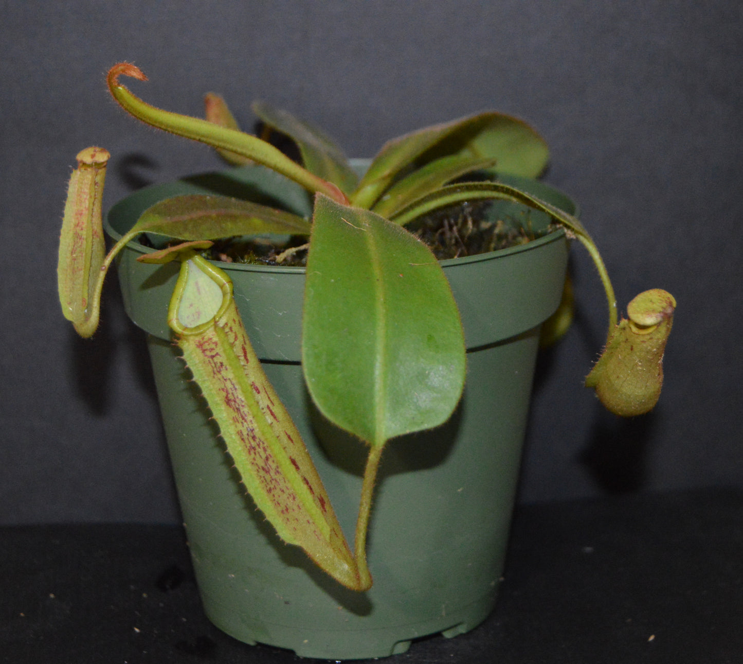 spectacular hybrid. The combination of veitchii with large flared peristome and incredible striping and platychila’s speckled pitcher body and flat equally striped peristome most colorful nepenthes in 4 inch pots