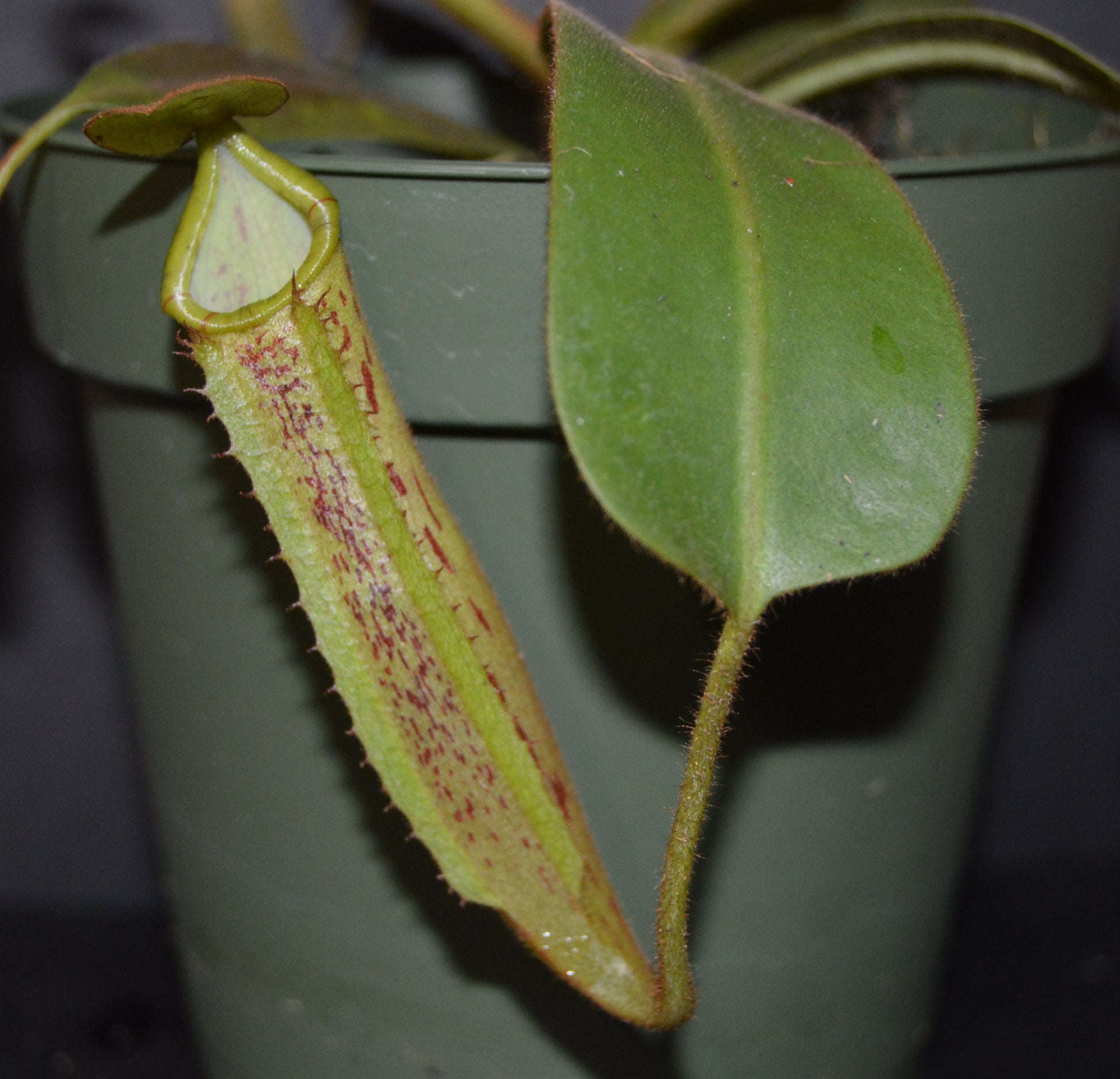 spectacular hybrid. The combination of veitchii with large flared peristome and incredible striping and platychila’s speckled pitcher body and flat equally striped peristome most colorful nepenthes in 4 inch pots