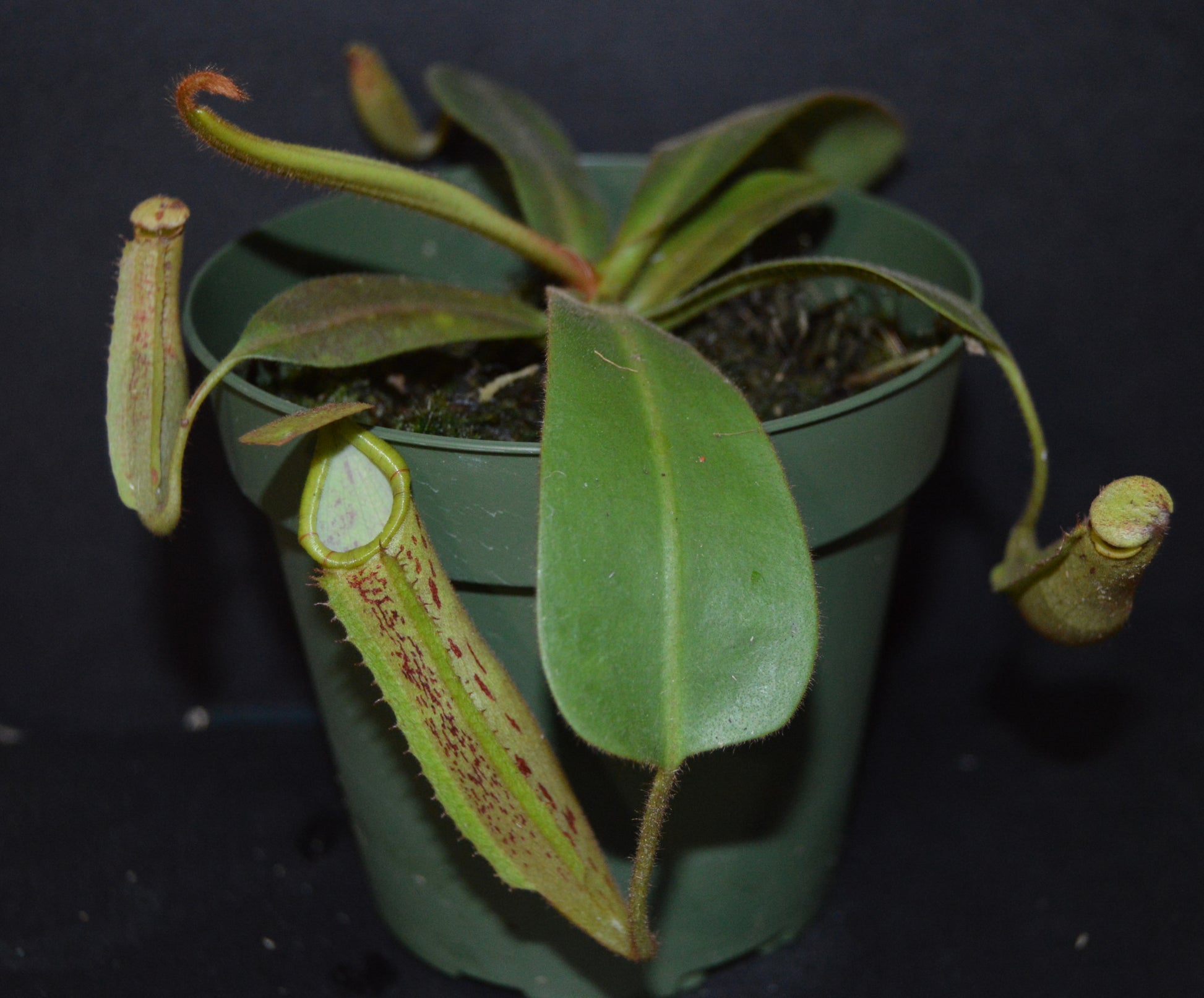 spectacular hybrid. The combination of veitchii with large flared peristome and incredible striping and platychila’s speckled pitcher body and flat equally striped peristome most colorful nepenthes in 4 inch pots