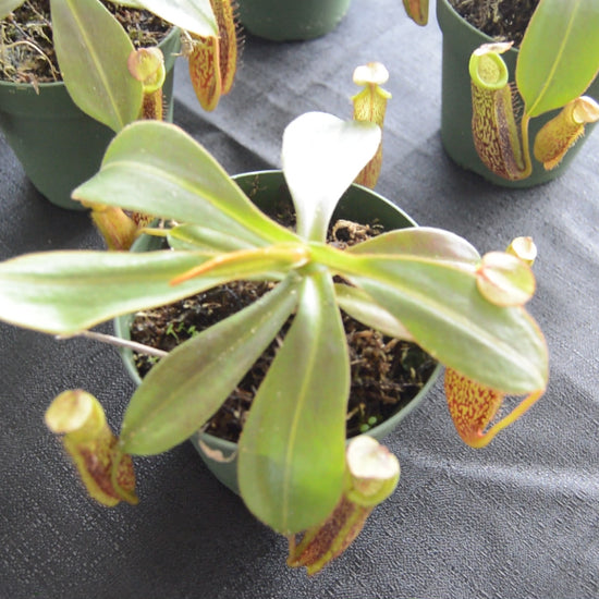spectacular hybrid. The combination of veitchii with large flared peristome and incredible striping and platychila’s speckled pitcher body and flat equally striped peristome most colorful nepenthes in 4 inch pots