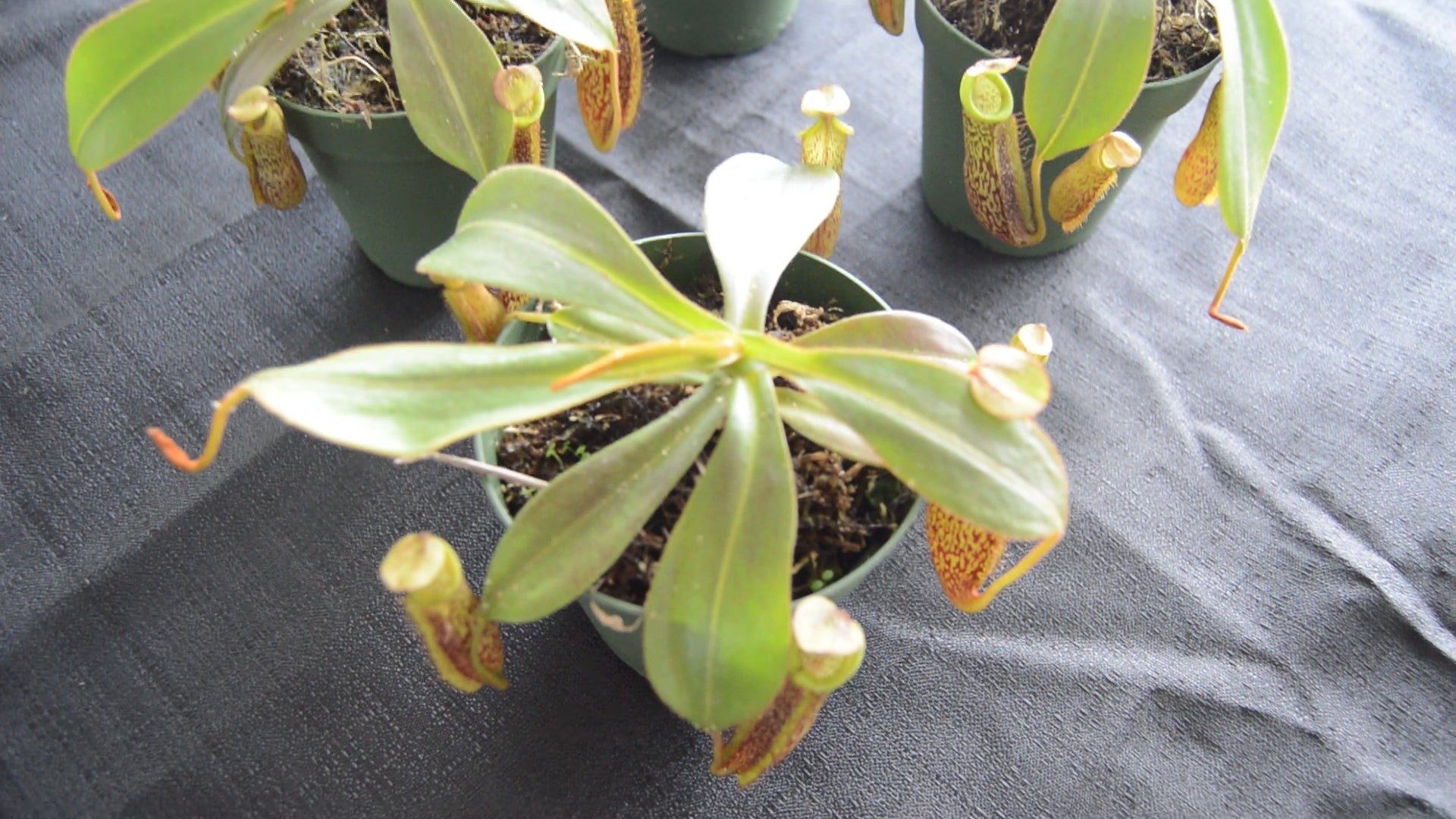 spectacular hybrid. The combination of veitchii with large flared peristome and incredible striping and platychila’s speckled pitcher body and flat equally striped peristome most colorful nepenthes in 4 inch pots