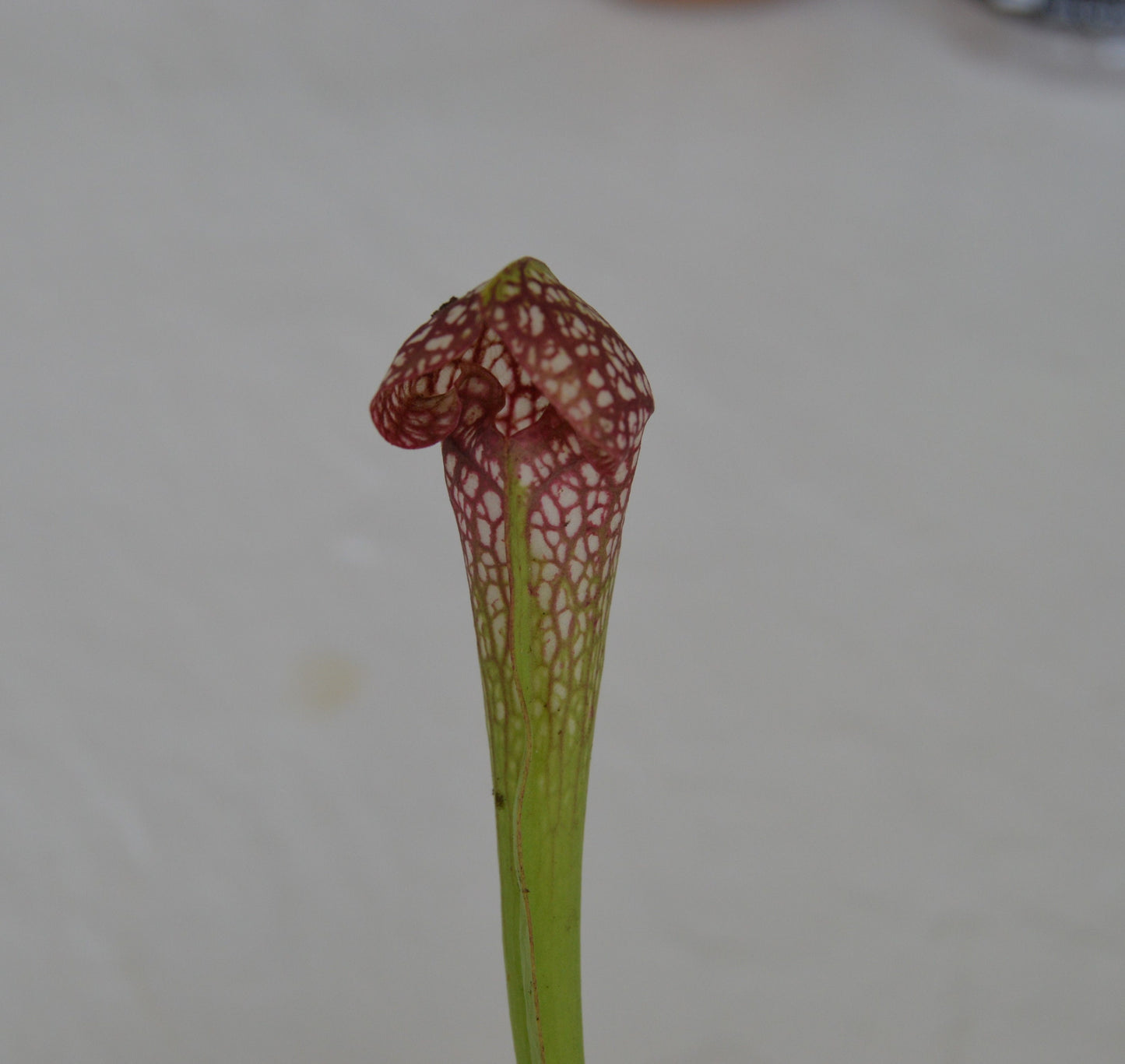 Sarracenia Scarlet Belle