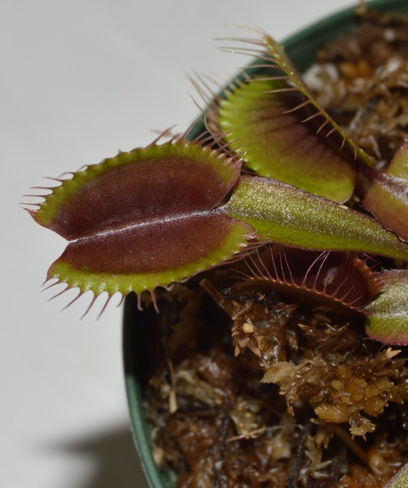 Akai Ryu or red dragon is a beautifully colored variety of VFT Traps are a deep burgandy as well as the stems and will keep their coloration given proper sunlight, sometimes even showing a purplish tint Plants will be shipped potted in 3 inch pots and are currently 3 inches across and will grow to approximately 6 inches tall with large traps and long teeth