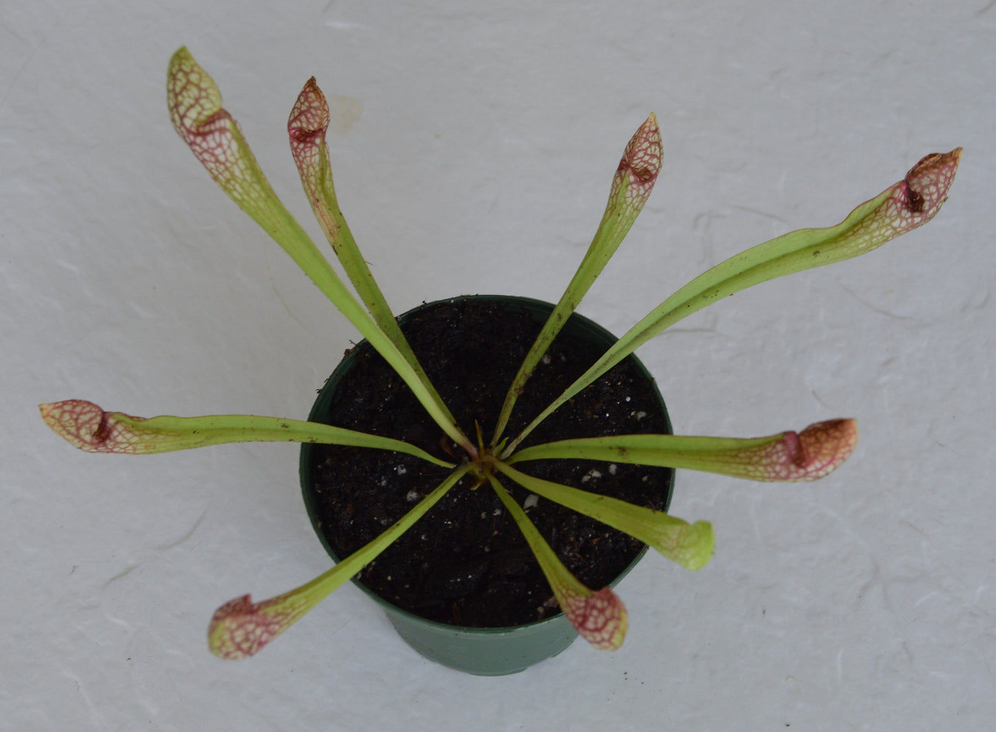 Sarracenia Scarlet Belle