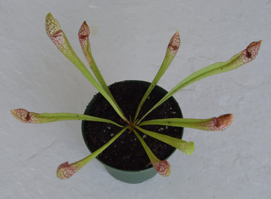 Sarracenia Scarlet Belle