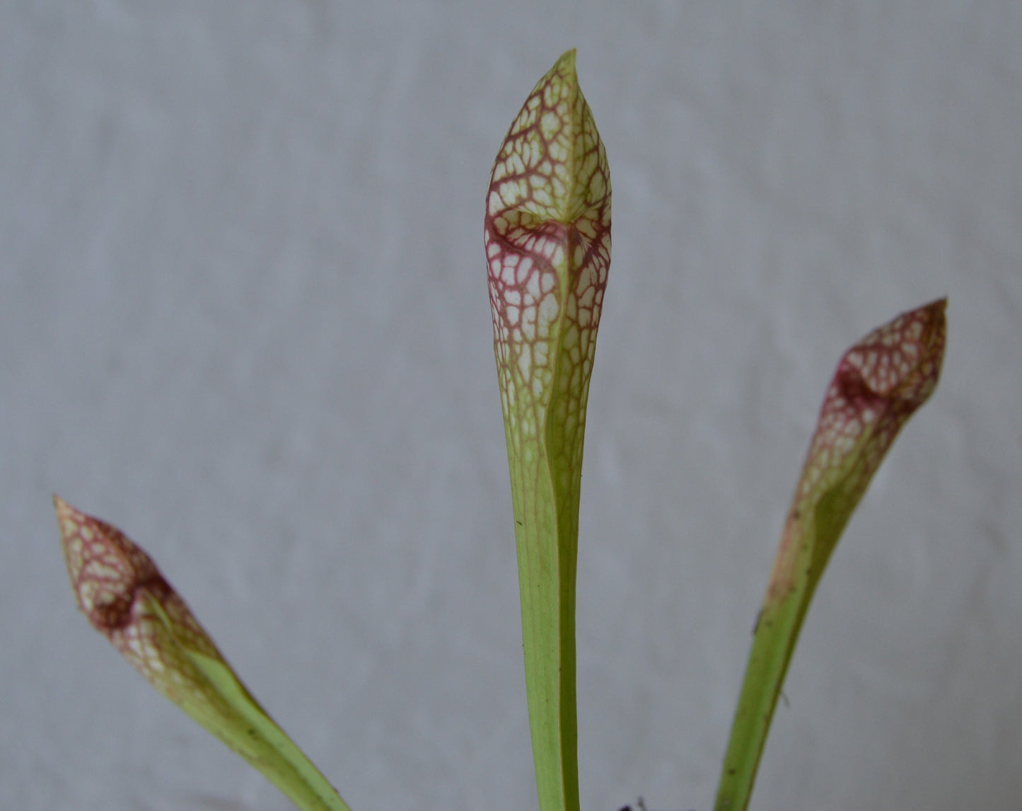 Sarracenia Scarlet Belle