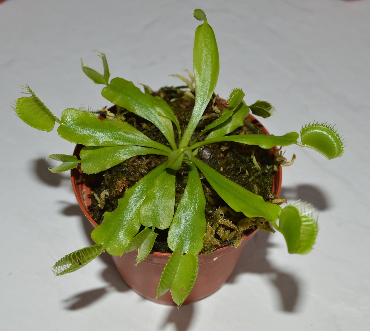 Venus Fly Trap Dionaea Muscipula