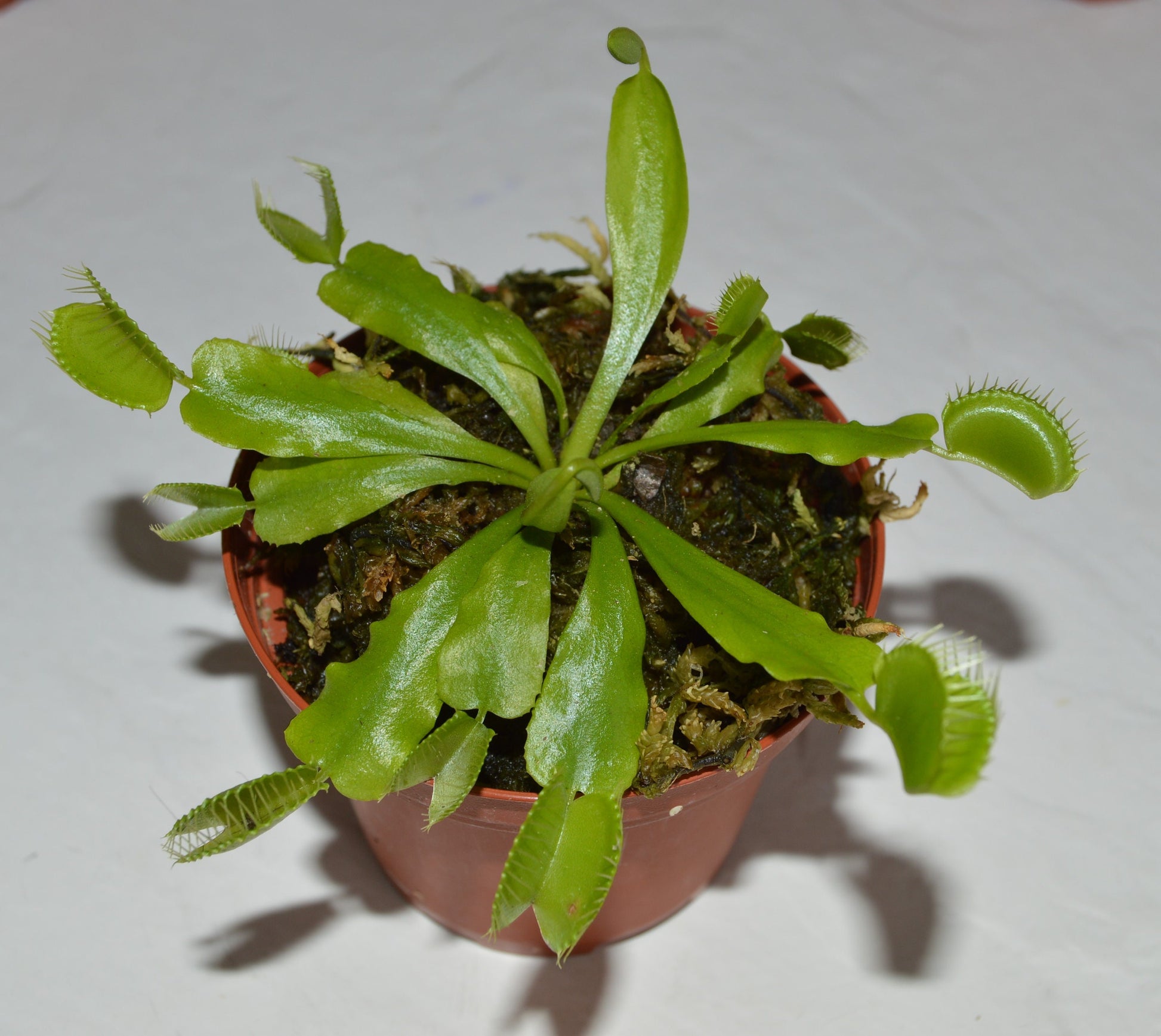 Dionaea Muscipula - Lot de 3 - Plante carnivore - Pot 5,5cm - Hauteur  5-10cm