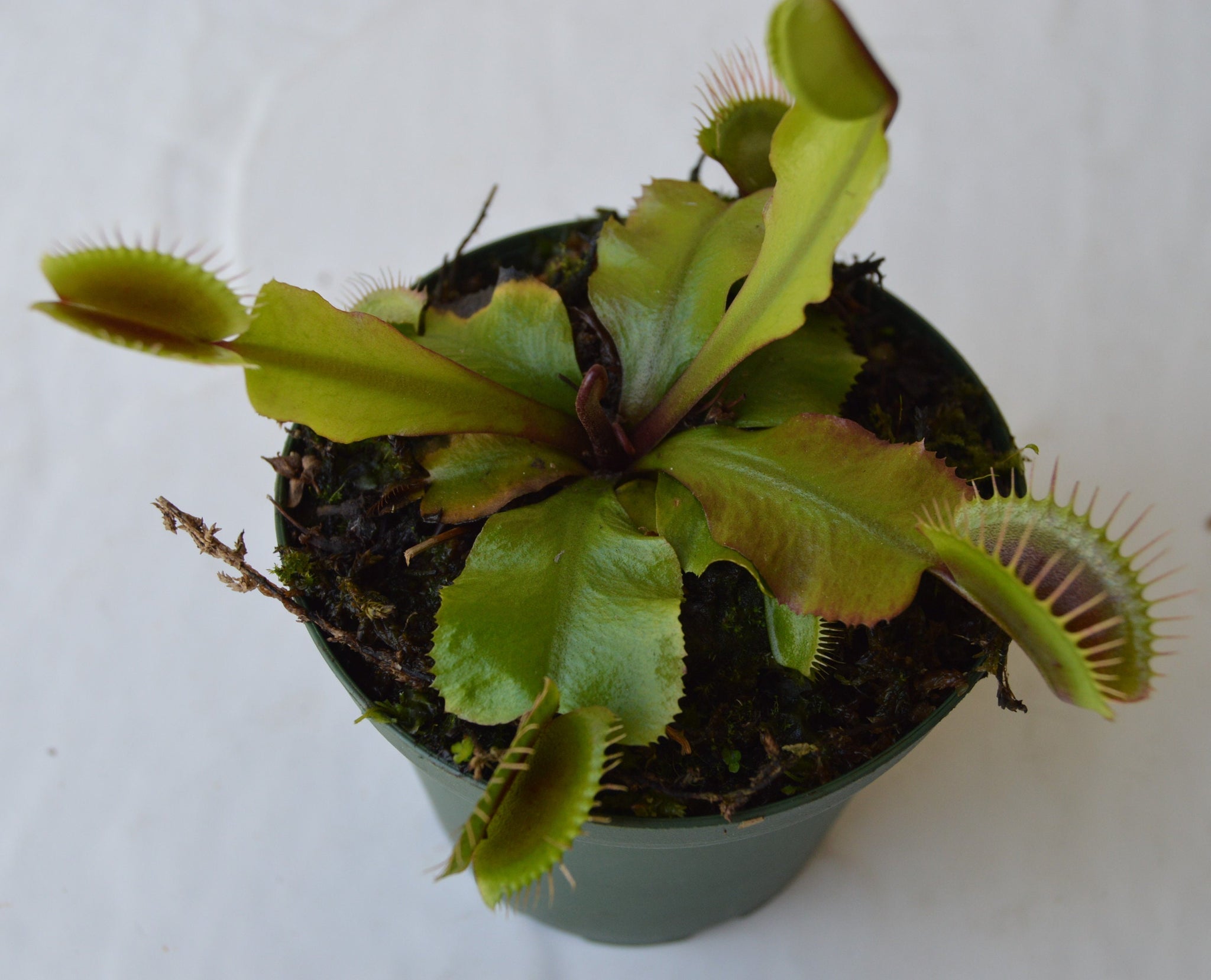 Venus Fly Trap 