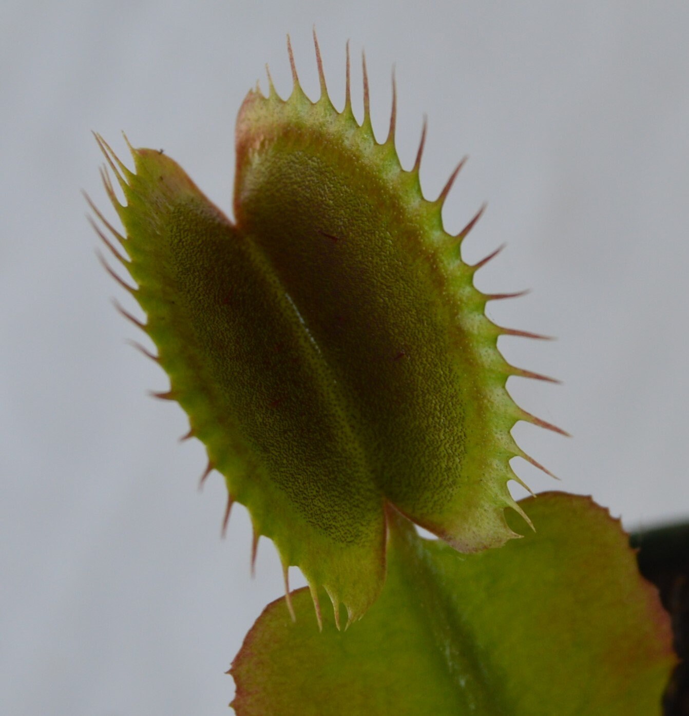 Akai Ryu or red dragon is a beautifully colored variety of VFT Traps are a deep burgandy as well as the stems and will keep their coloration given proper sunlight, sometimes even showing a purplish tint Plants will be shipped potted in 3 inch pots and are currently 3 inches across and will grow to approximately 6 inches tall with large traps and long teeth