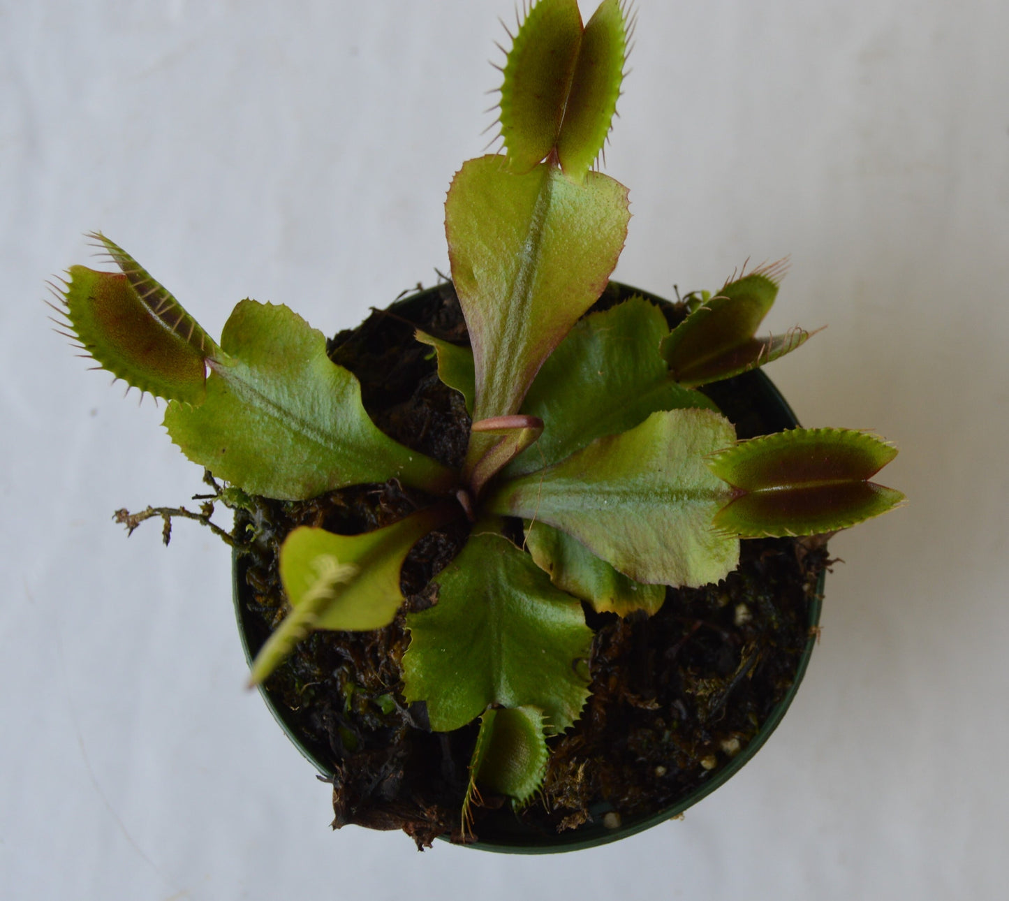 Akai Ryu or red dragon is a beautifully colored variety of VFT Traps are a deep burgandy as well as the stems and will keep their coloration given proper sunlight, sometimes even showing a purplish tint Plants will be shipped potted in 3 inch pots and are currently 3 inches across and will grow to approximately 6 inches tall with large traps and long teeth