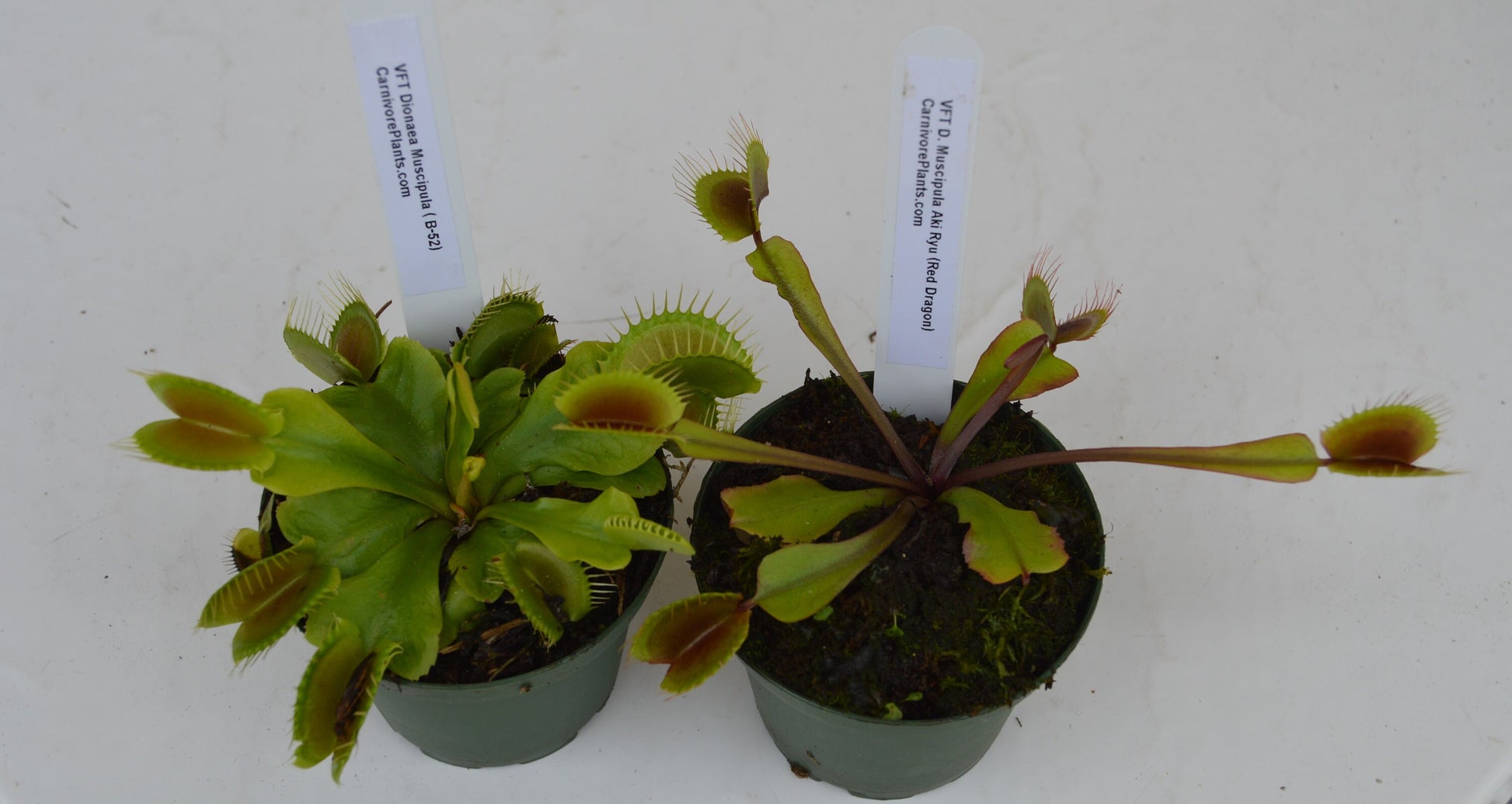 venus fly trap combo pack your choice any 2