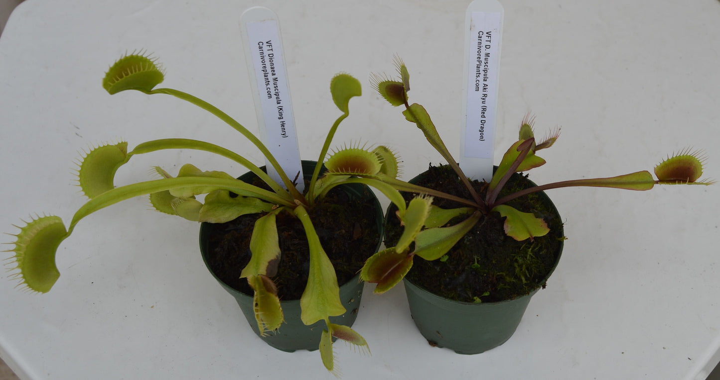 venus fly trap combo pack your choice any 2