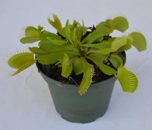 Venus Fly Trap B-52 are some of the largest if not the largest traps available. They can grow up to 1.75 inch traps that will turn red, with unusually long teeth and green slender stems  they are in 3 inch pots