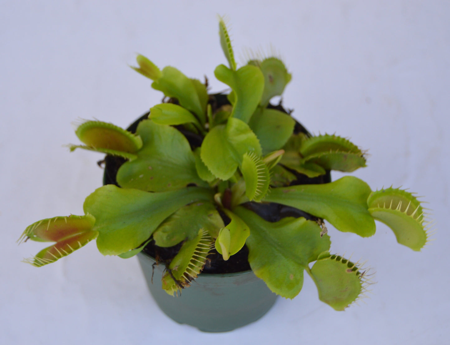 Venus Fly Trap B-52 are some of the largest if not the largest traps available. They can grow up to 1.75 inch traps that will turn red, with unusually long teeth and green slender stems they are in 3 inch pots