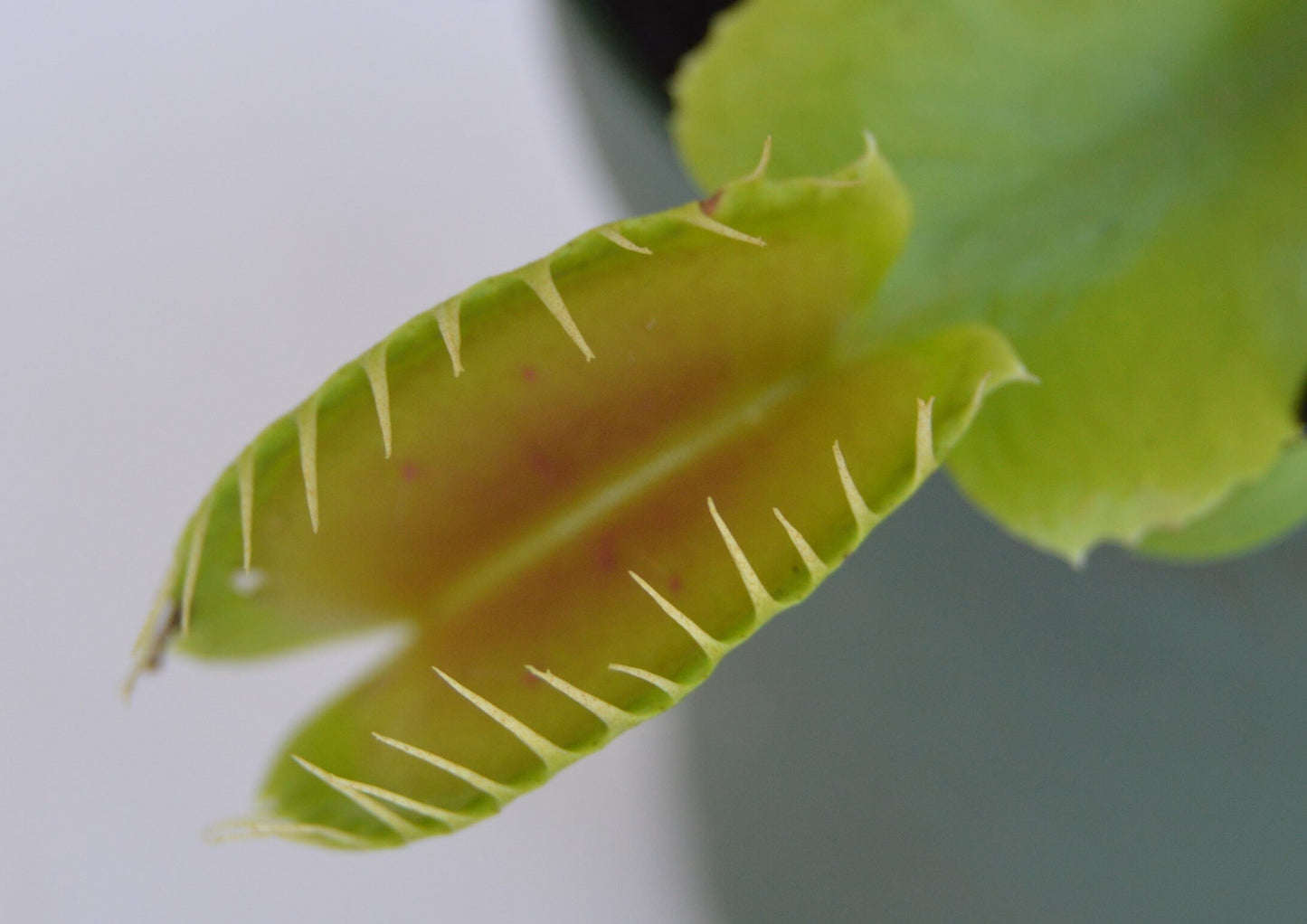 Venus Fly Trap B-52 are some of the largest if not the largest traps available. They can grow up to 1.75 inch traps that will turn red, with unusually long teeth and green slender stems they are in 3 inch pots