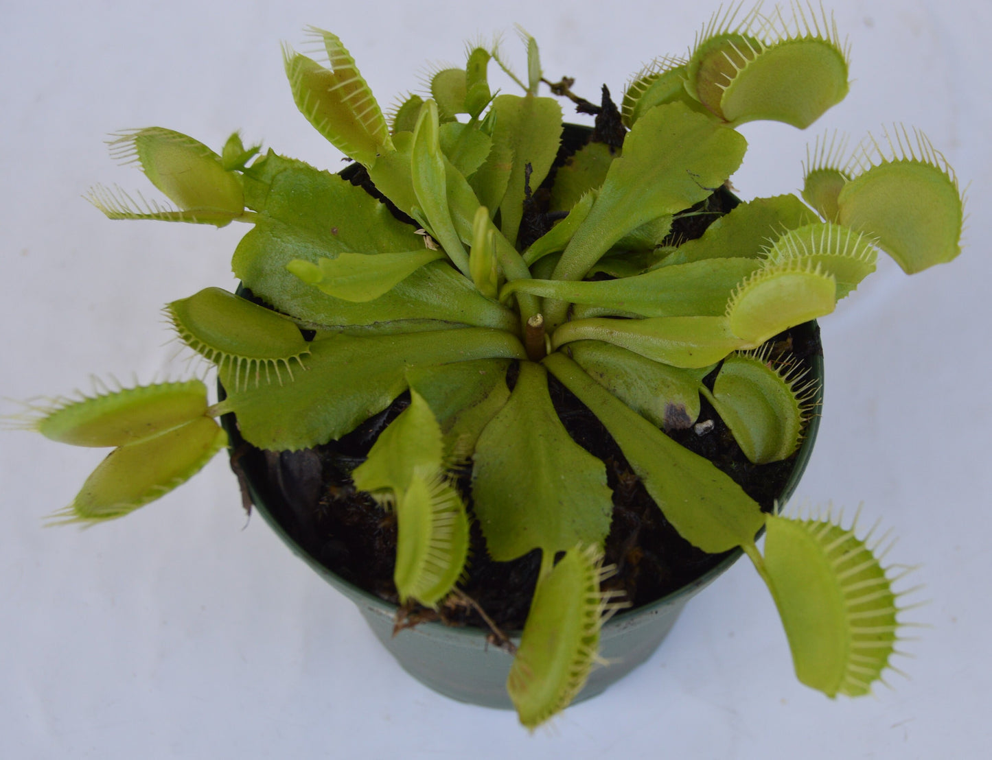 Venus Fly Trap B-52 are some of the largest if not the largest traps available. They can grow up to 1.75 inch traps that will turn red, with unusually long teeth and green slender stems they are in 3 inch pots