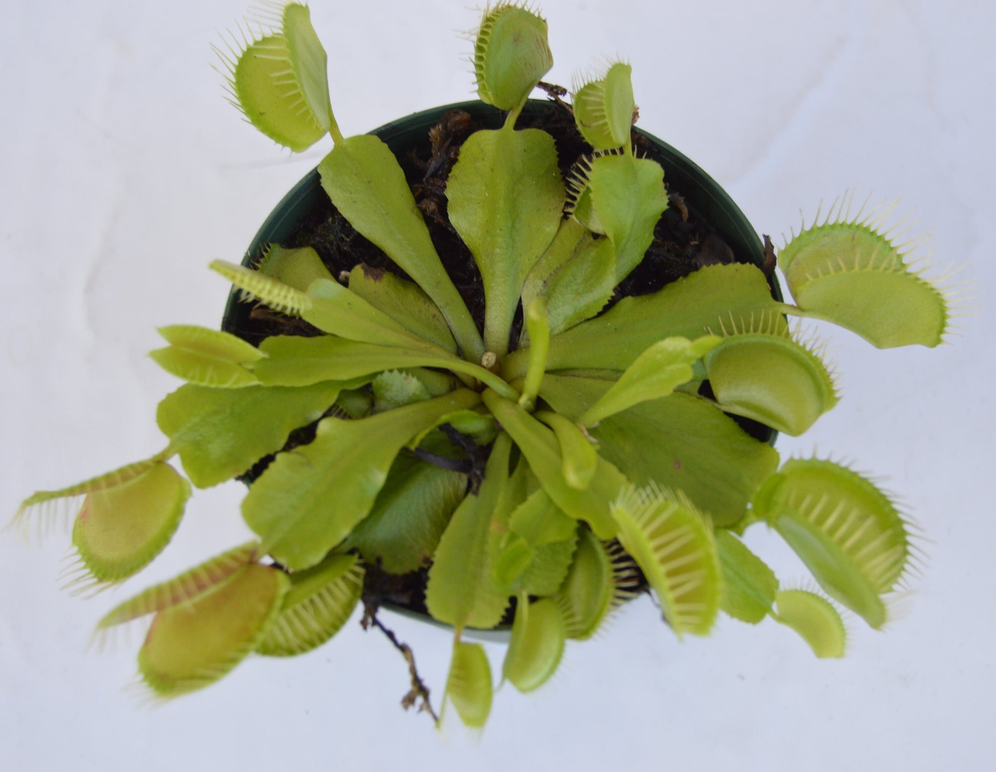 Venus Fly Trap B-52 are some of the largest if not the largest traps available. They can grow up to 1.75 inch traps that will turn red, with unusually long teeth and green slender stems they are in 3 inch pots