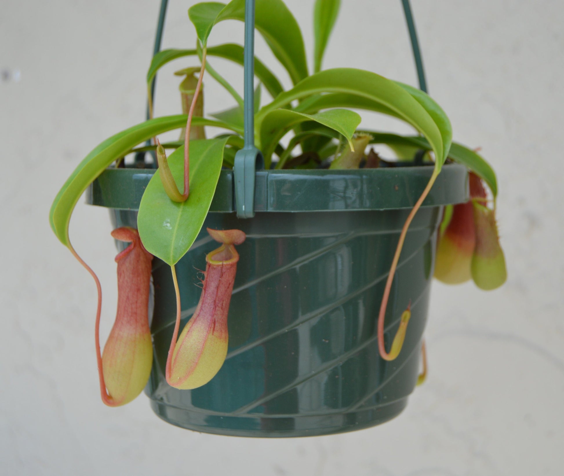 nepenthes alata carnivorous pitcher plant 6 inch hanging basket easy to grow with multiple red and green pitchers with long slender leaves