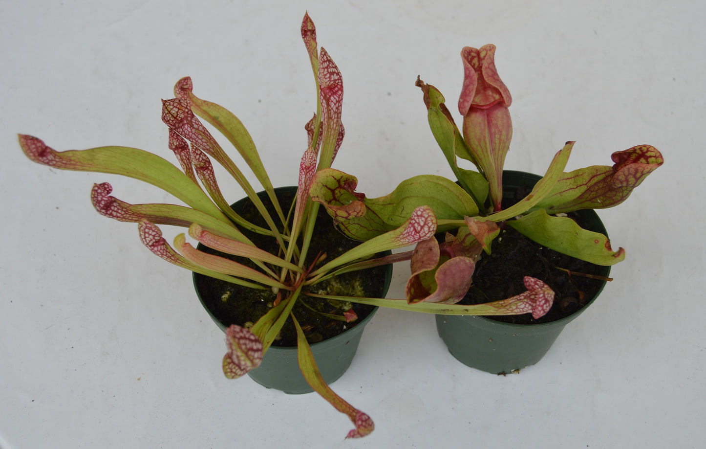 sarracenia combo pack scarlett belle and purpurea venosa red