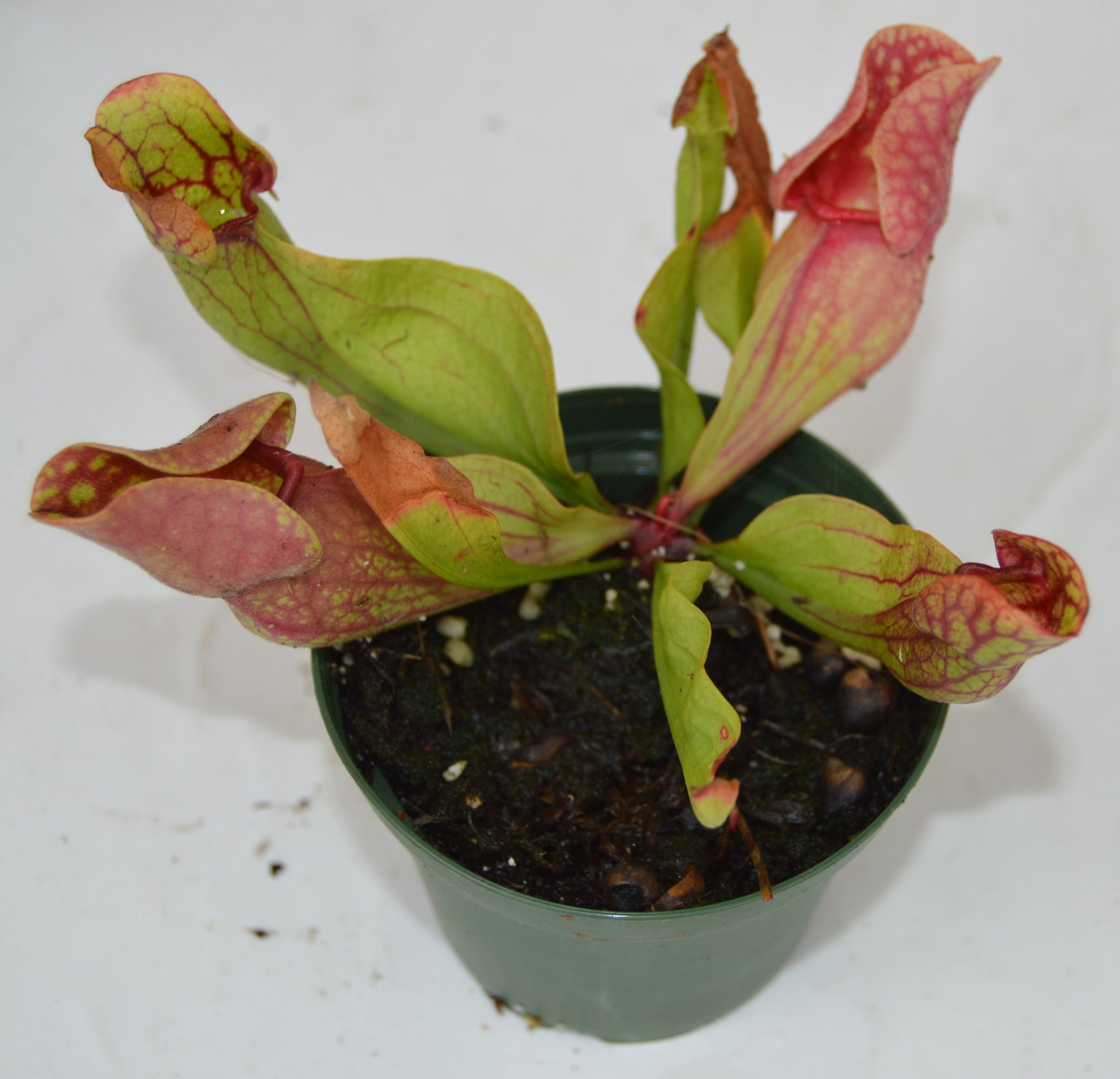 sarracenia combo pack scarlett belle and purpurea venosa red