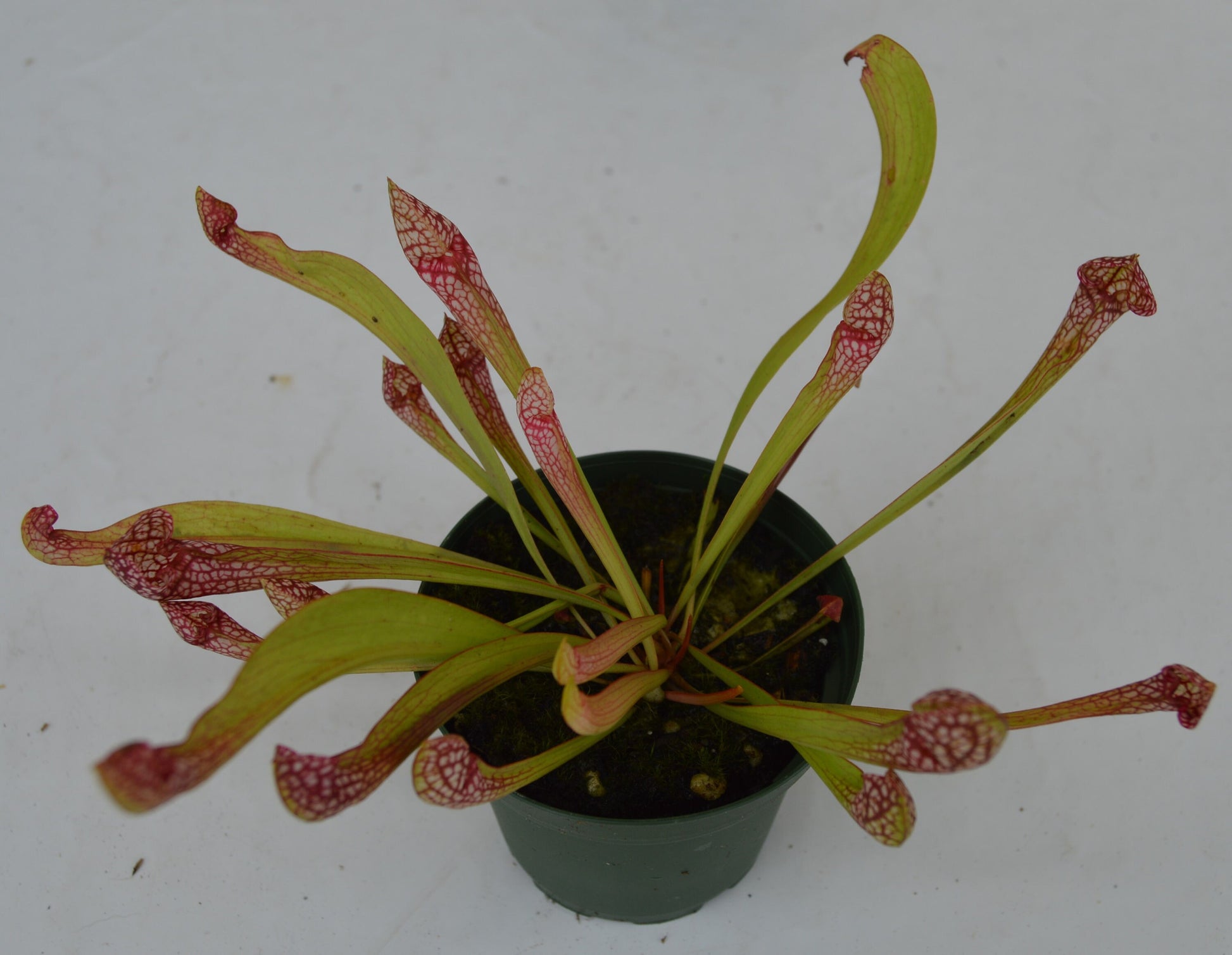 sarracenia combo pack scarlett belle and purpurea venosa red