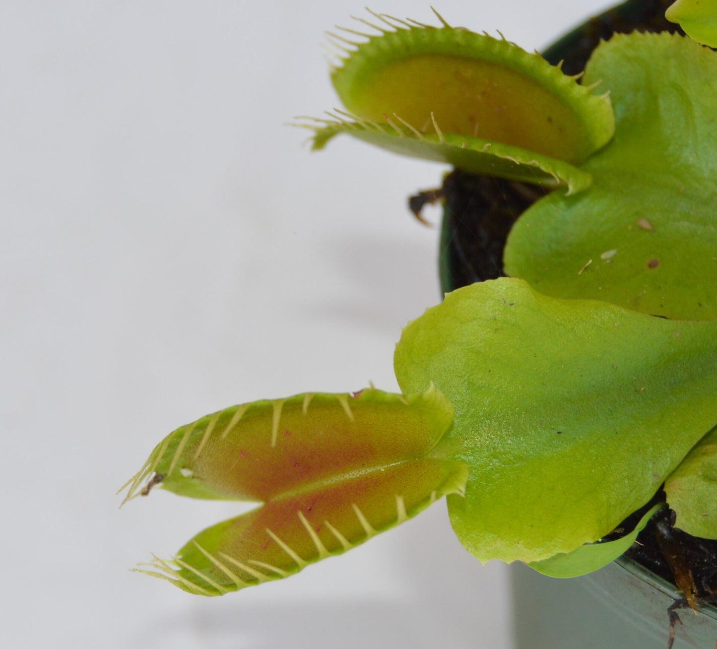 Venus Fly Trap B-52 are some of the largest if not the largest traps available. They can grow up to 1.75 inch traps that will turn red, with unusually long teeth and green slender stems they are in 3 inch pots