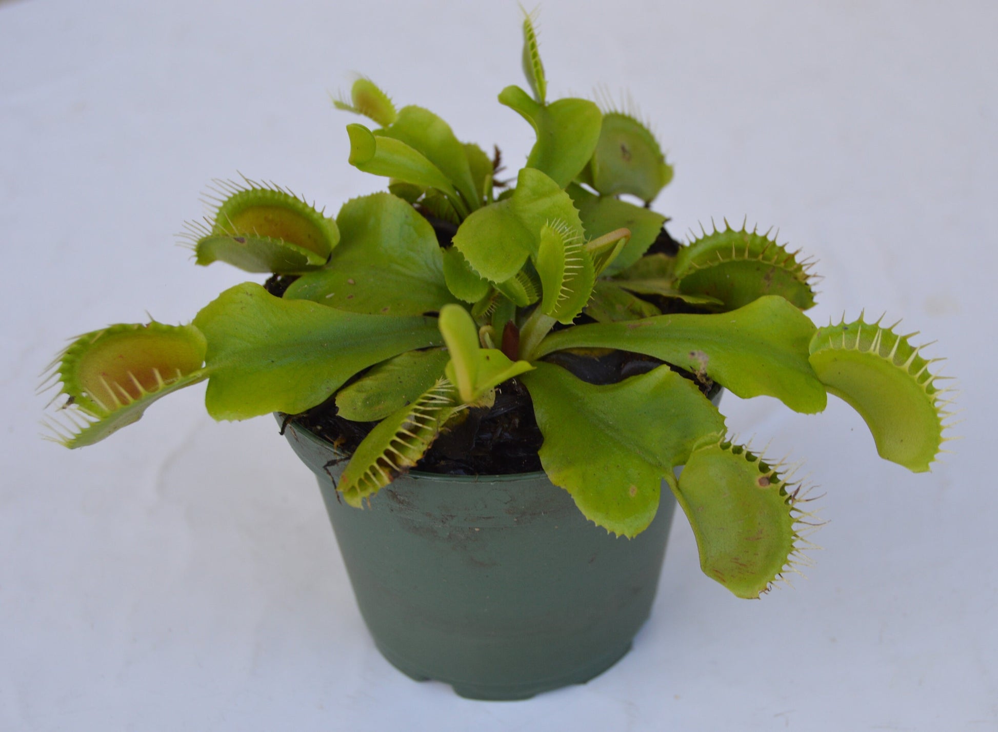 Venus Fly Trap B-52 are some of the largest if not the largest traps available. They can grow up to 1.75 inch traps that will turn red, with unusually long teeth and green slender stems they are in 3 inch pots