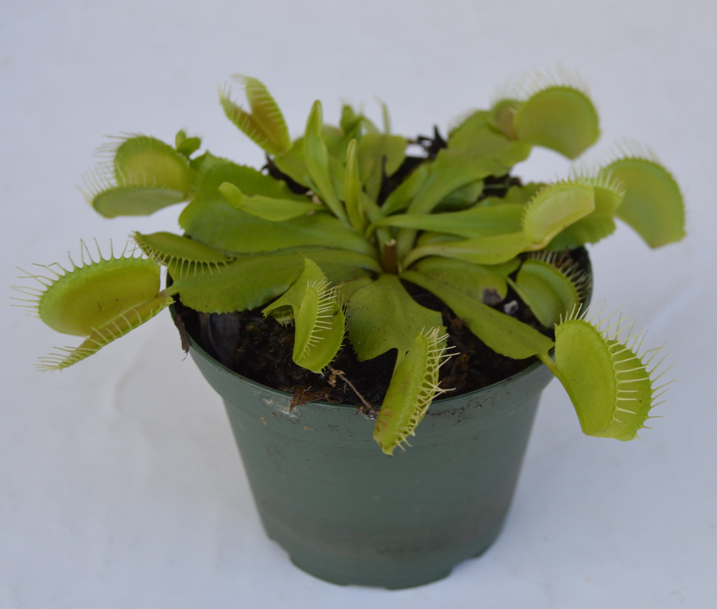 Venus Fly Trap B-52 are some of the largest if not the largest traps available. They can grow up to 1.75 inch traps that will turn red, with unusually long teeth and green slender stems they are in 3 inch pots