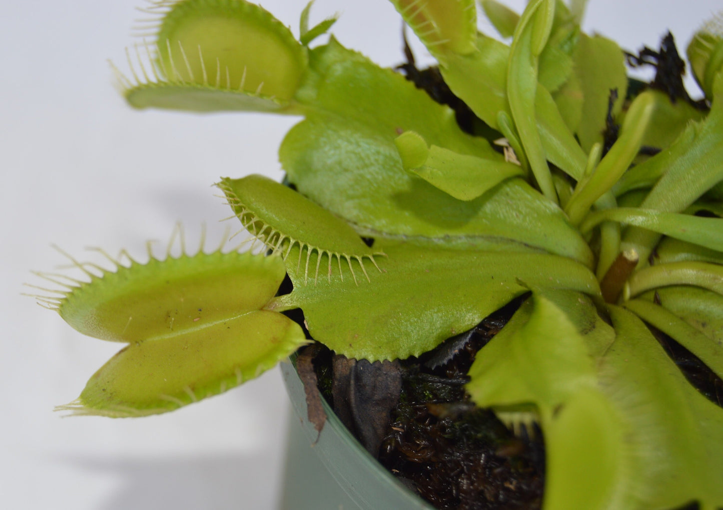 Venus Fly Trap B-52 are some of the largest if not the largest traps available. They can grow up to 1.75 inch traps that will turn red, with unusually long teeth and green slender stems they are in 3 inch pots