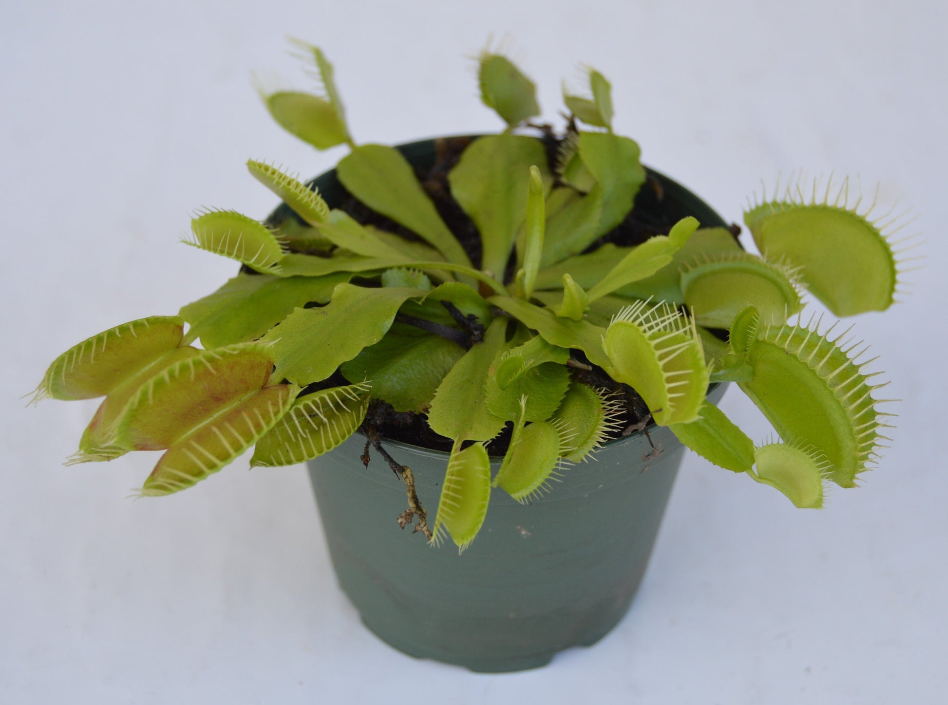 Venus Fly Trap B-52 are some of the largest if not the largest traps available. They can grow up to 1.75 inch traps that will turn red, with unusually long teeth and green slender stems they are in 3 inch pots