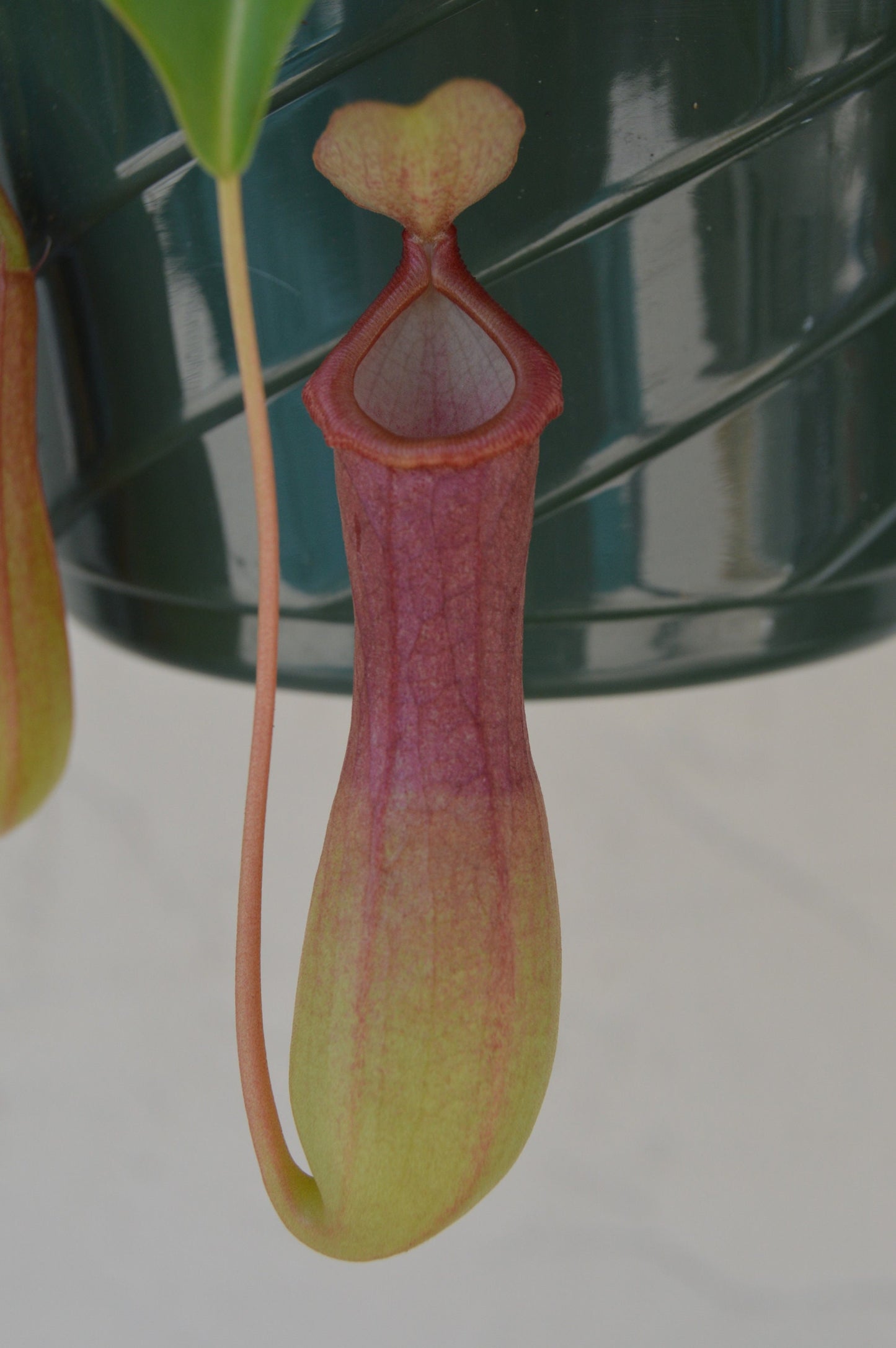  nepenthes alata carnivorous pitcher plant 6 inch hanging basket easy to grow with multiple red and green pitchers with long slender leaves