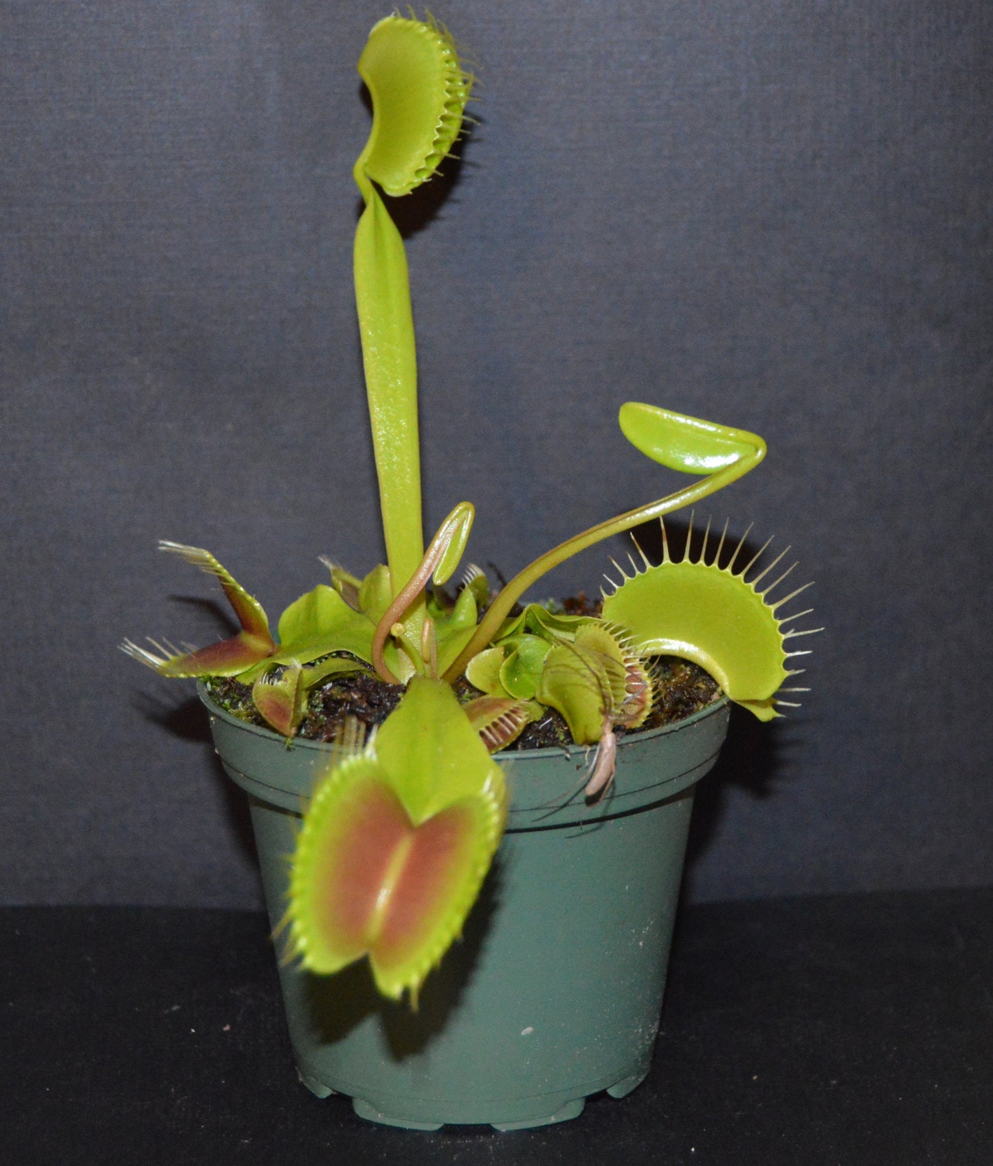 King Henry Venus Fly Traps are a hybrid that are one of the easiest and fastest growing VFT producing king size traps up to 1 ½ inches they are in 3 inch pots