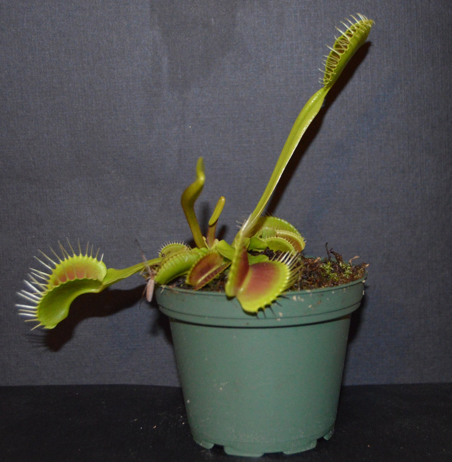 King Henry Venus Fly Traps are a hybrid that are one of the easiest and fastest growing VFT producing king size traps up to 1 ½ inches they are in 3 inch pots