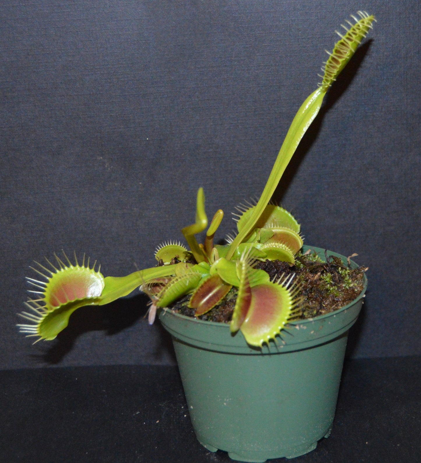 King Henry Venus Fly Traps are a hybrid that are one of the easiest and fastest growing VFT producing king size traps up to 1 ½ inches they are in 3 inch pots