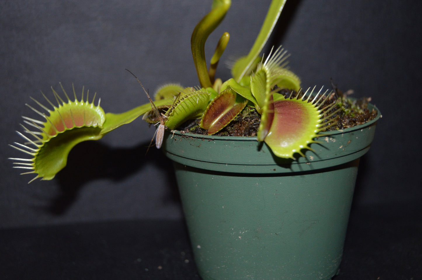 King Henry Venus Fly Traps are a hybrid that are one of the easiest and fastest growing VFT producing king size traps up to 1 ½ inches they are in 3 inch pots