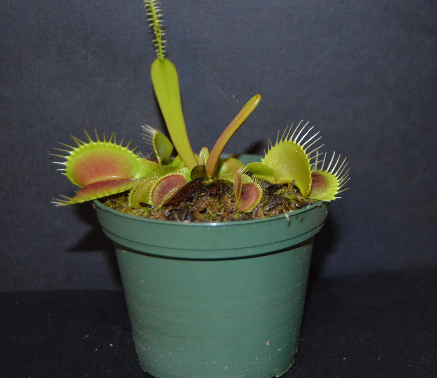 King Henry Venus Fly Traps are a hybrid that are one of the easiest and fastest growing VFT producing king size traps up to 1 ½ inches they are in 3 inch pots