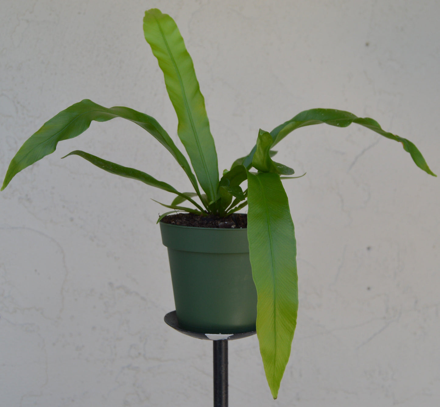 japanese birds nest ferns are easier to grow than most ferns and make great house plants