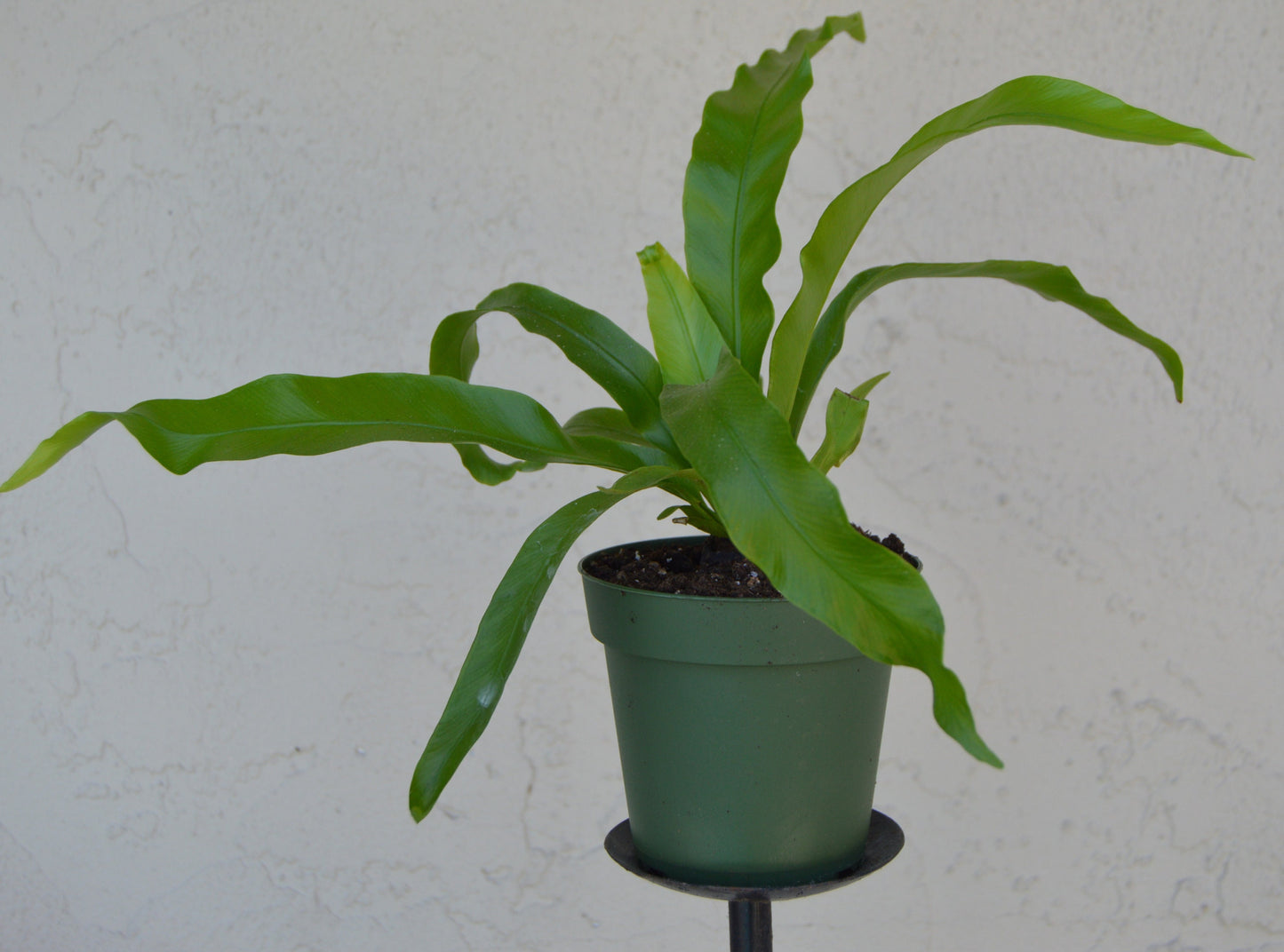 japanese birds nest ferns are easier to grow than most ferns and make great house plants