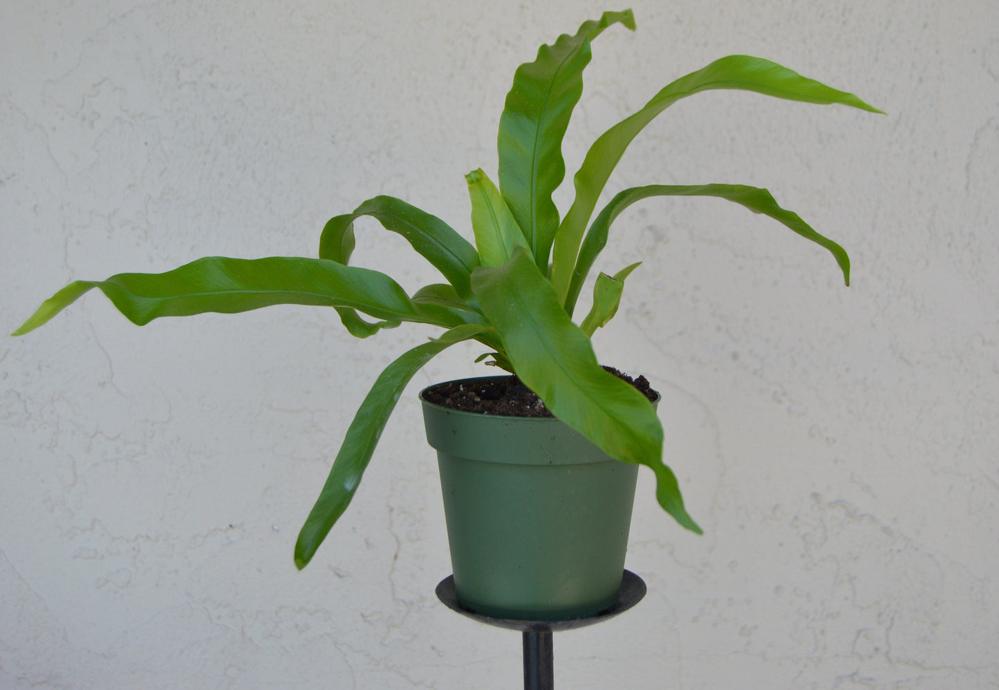 japanese birds nest ferns are easier to grow than most ferns and make great house plants