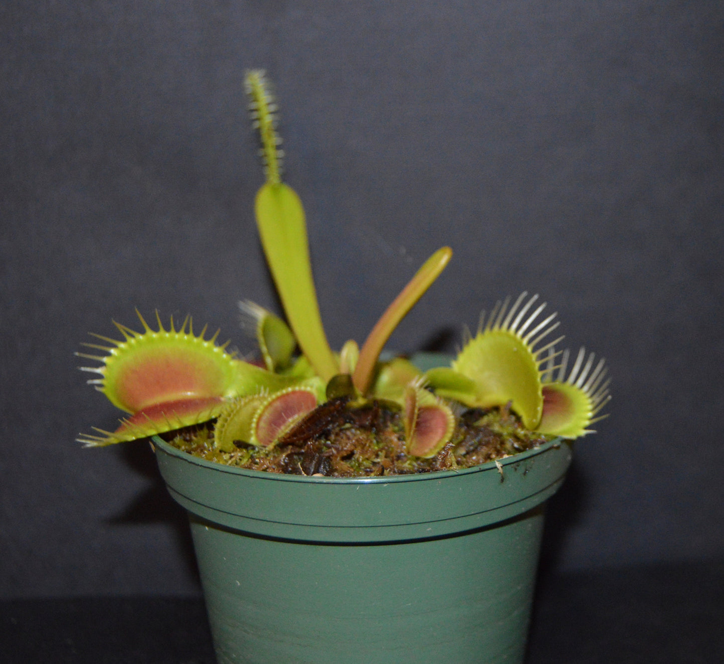 King Henry Venus Fly Traps are a hybrid that are one of the easiest and fastest growing VFT producing king size traps up to 1 ½ inches they are in 3 inch pots