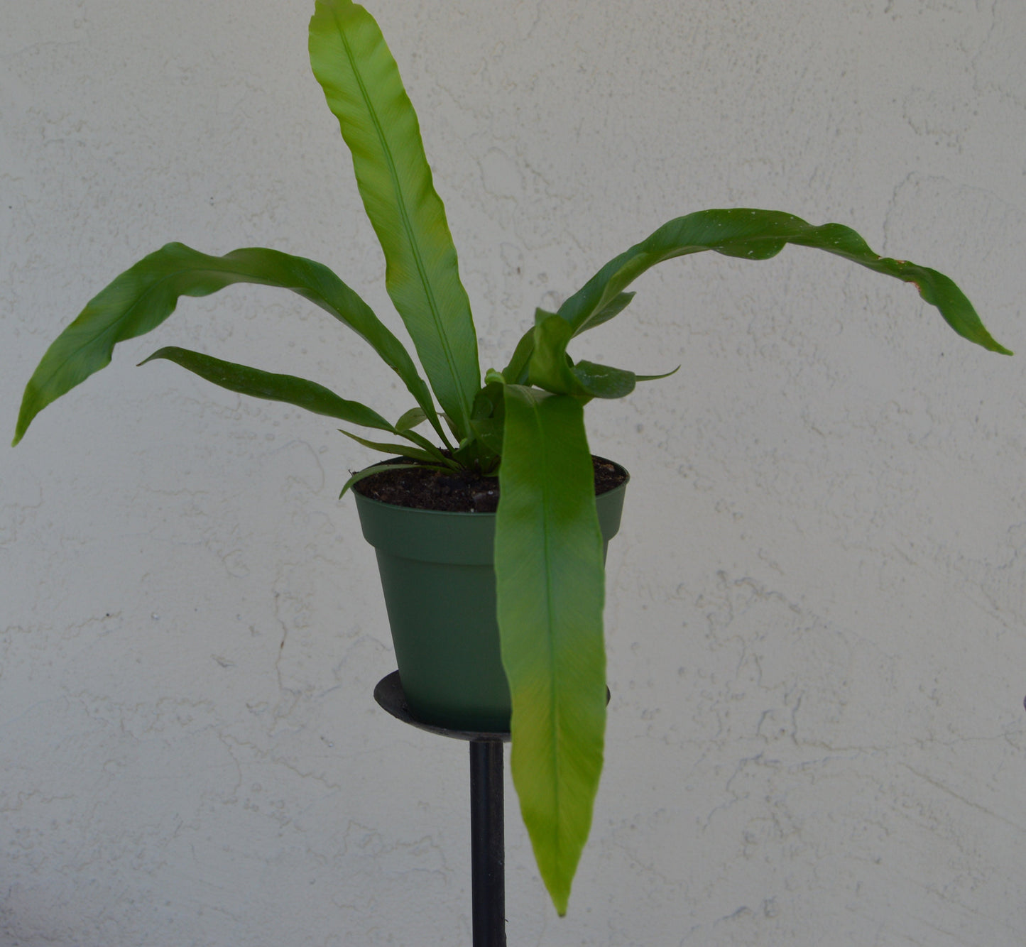 japanese birds nest ferns are easier to grow than most ferns and make great house plants