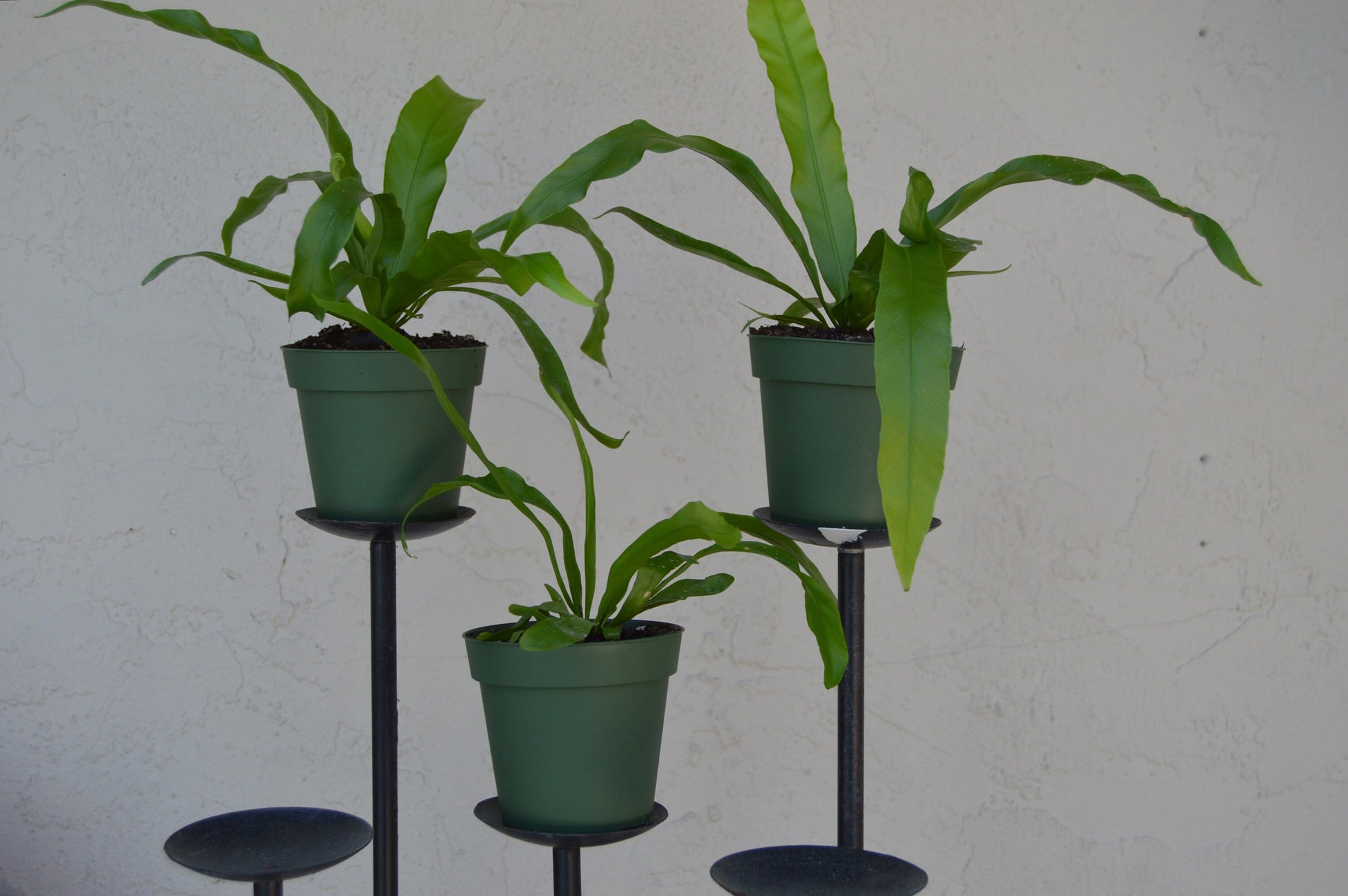 japanese birds nest ferns are easier to grow than most ferns and make great house plants